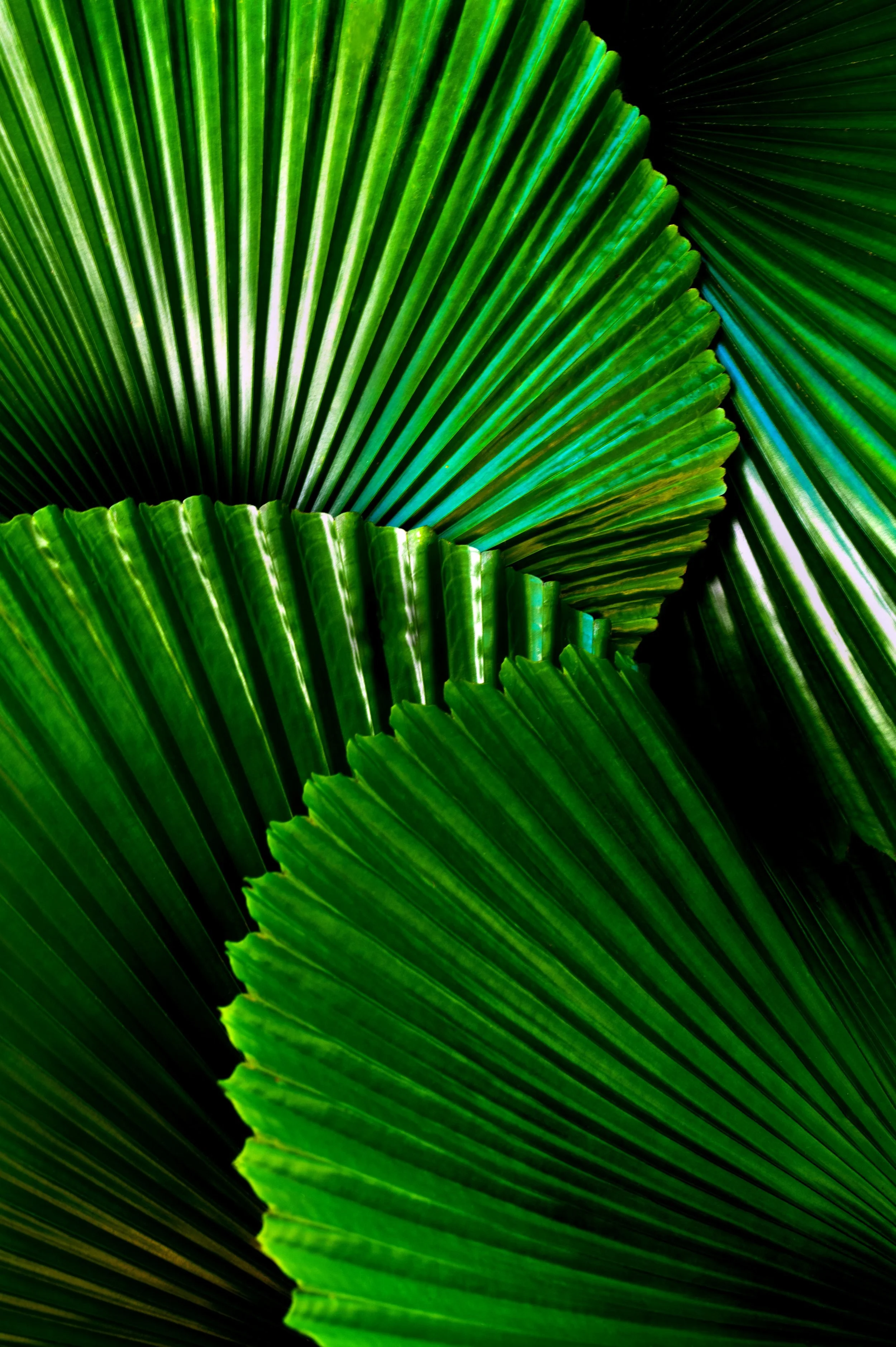 Close-up view of overlapping green palm leaves with ribbed texture.