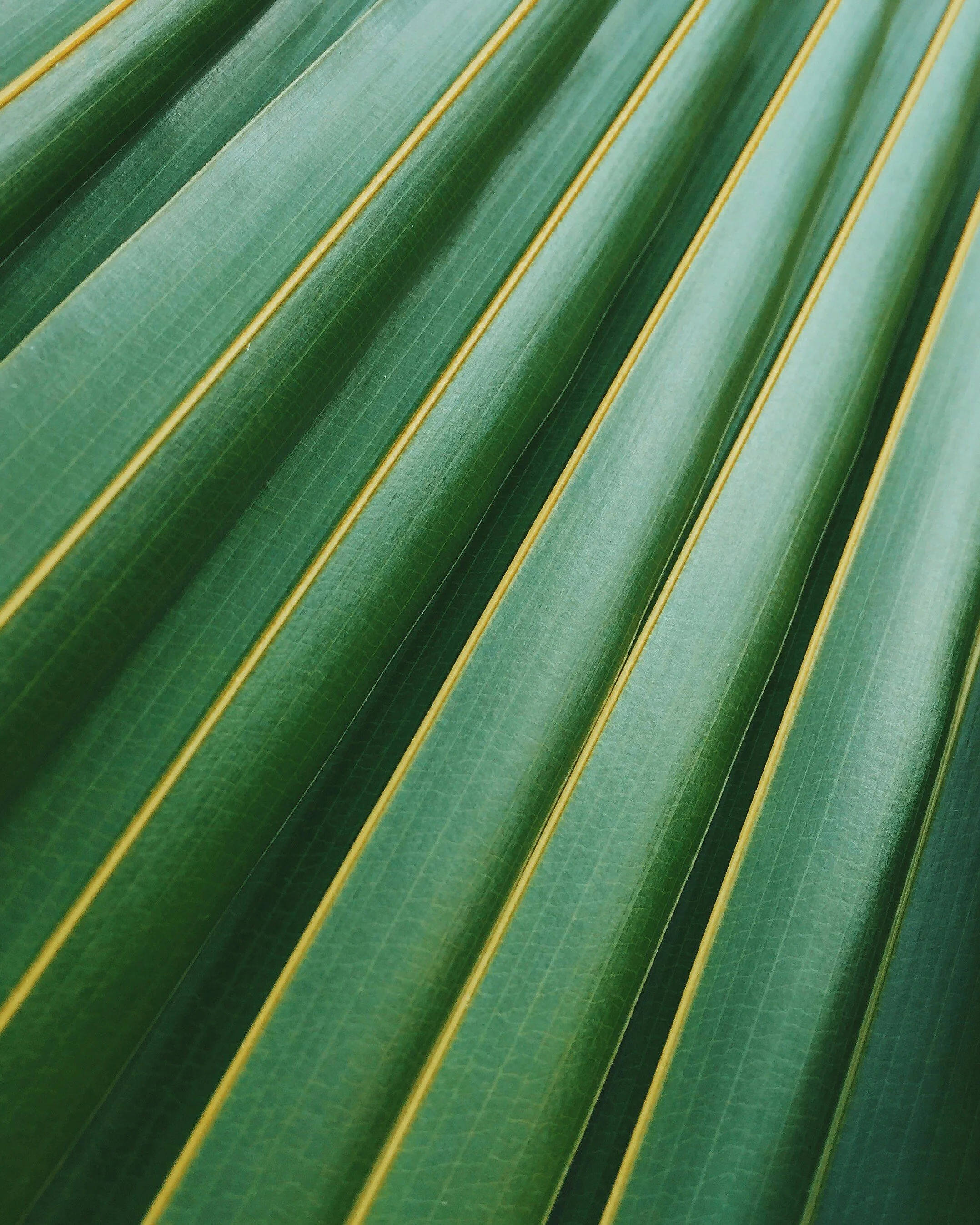 Close-up of green banana leaves with parallel veins.