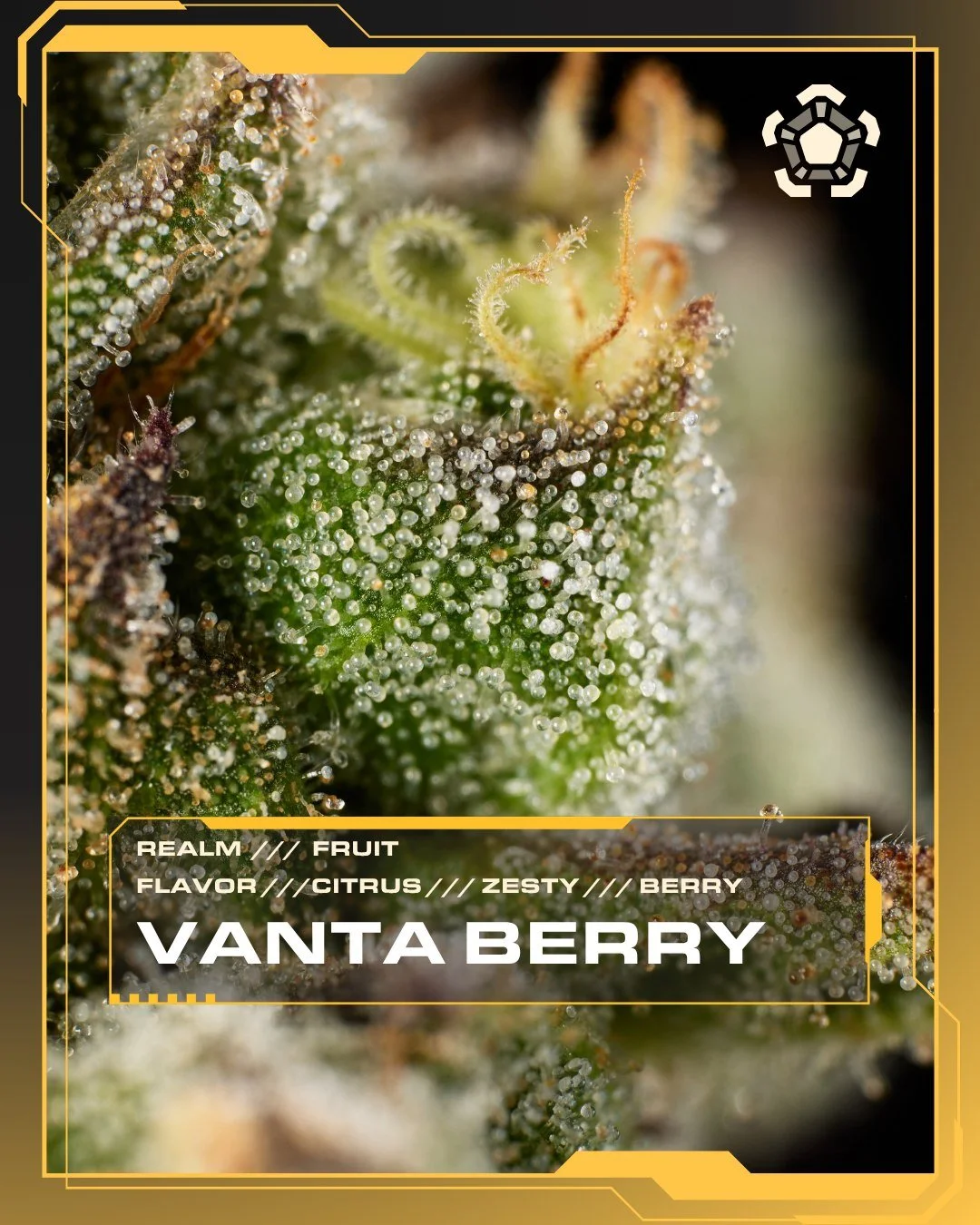 Vanta Berry | Fruit Realm | Blurberry &times; Shady Grape 6
This is what the hunt was for.

After a winter of Bounty Hunters, a new series of cultivars lands across each Realm. Selected through in-house pheno hunting where only the best expression ma