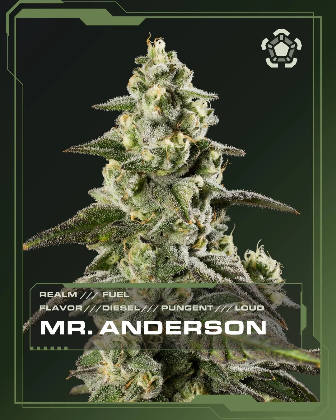 Mr. Anderson | Fuel Realm | Grape Crostata &times; Fiber Optic 3

Fuel up front with a grounded Crostata backbone underneath.

Dense, resin-forward flower.