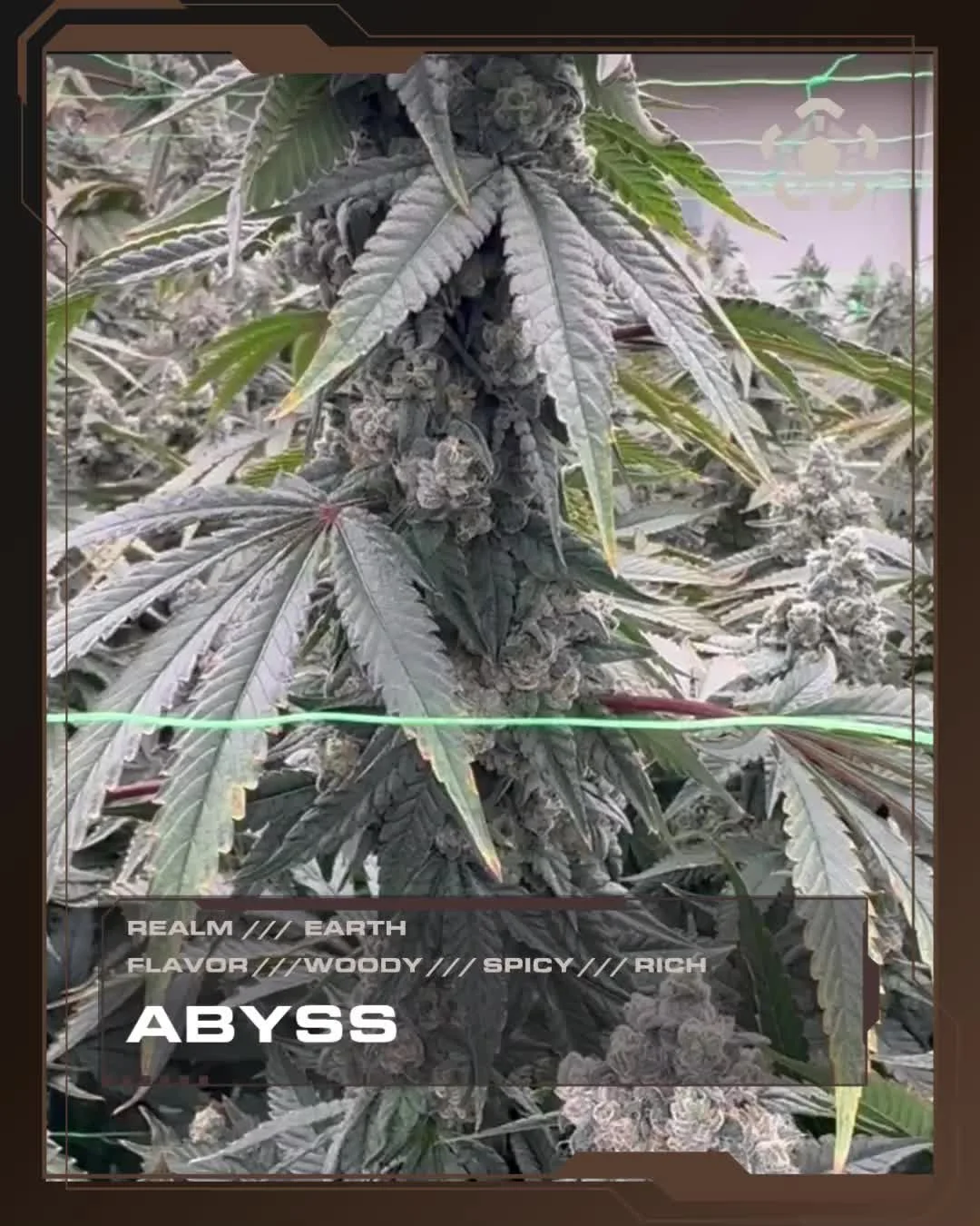 Abyss | Earth Realm \ Grape Crostata x Delicata Grapes 2

Dive deep into the Earth Realm. A sister cross to High Vibes, Abyss brings dense, frosted flower with a darker expression. Wood-forward on the nose, with a rubbery edge underneath.

Grounded, 