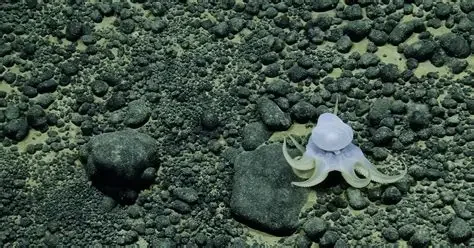 Opinion Poll on the Deep-Seabed Mining in the Cook Islands
