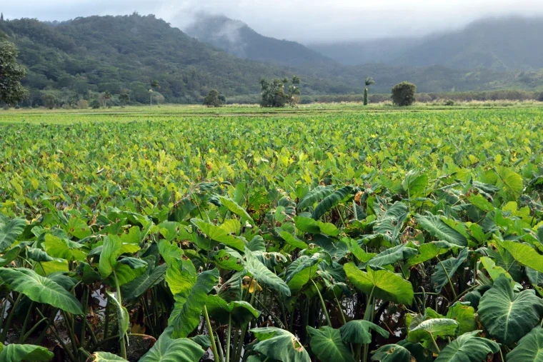 Mid-Term Review of the Pacific Organic Learning Farm Network