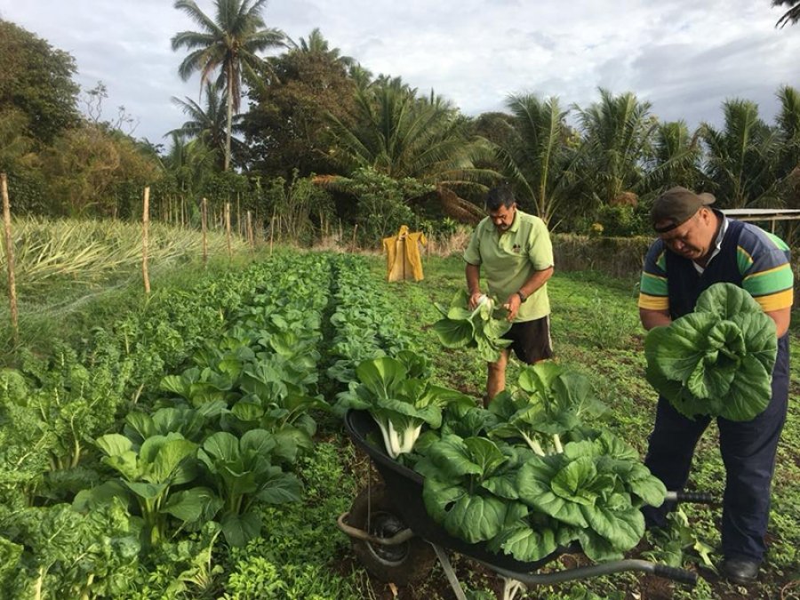 PHOAFS Regional Research Agenda: Cook Islands Farmers Adaptation to Climate Change Survey