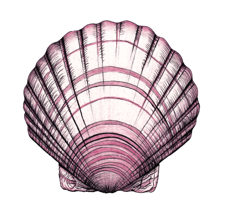 Illustration of a pink seashell viewed from the top.