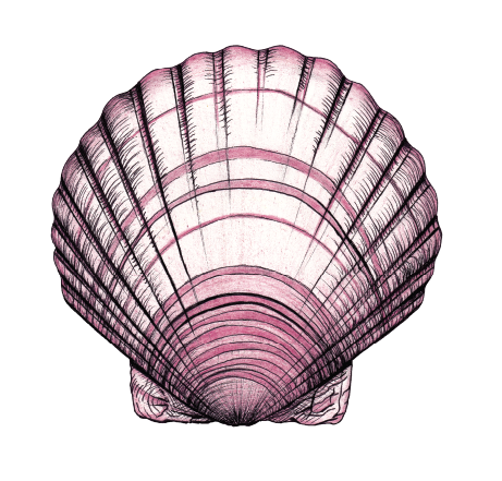 Digital illustration of a pink and white seashell viewed from above against a black background.