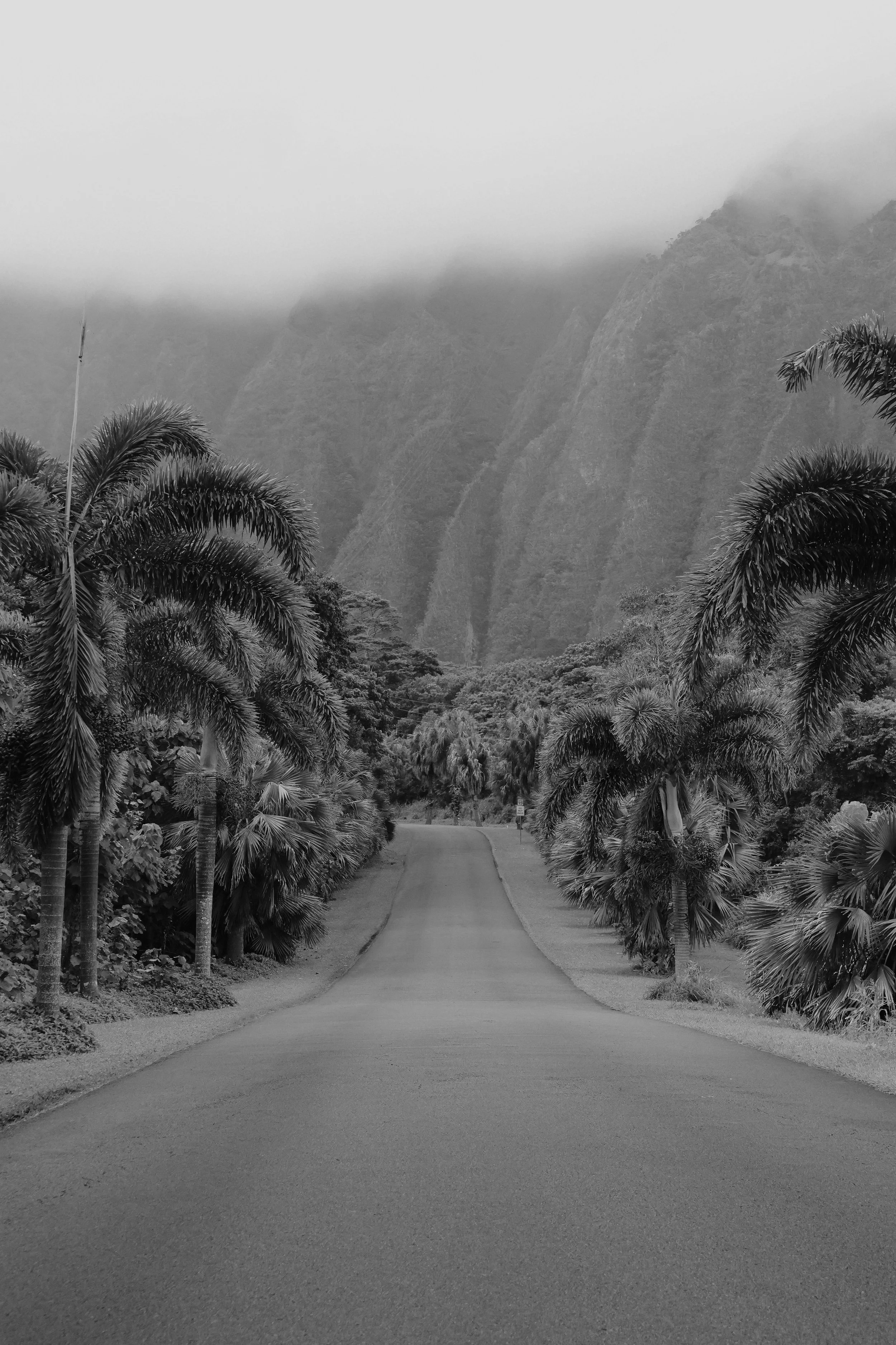 Black and white photo of a winding road surrounded by lush palm trees on either side, leading towards towering mountains in the background that are partially shrouded in fog.