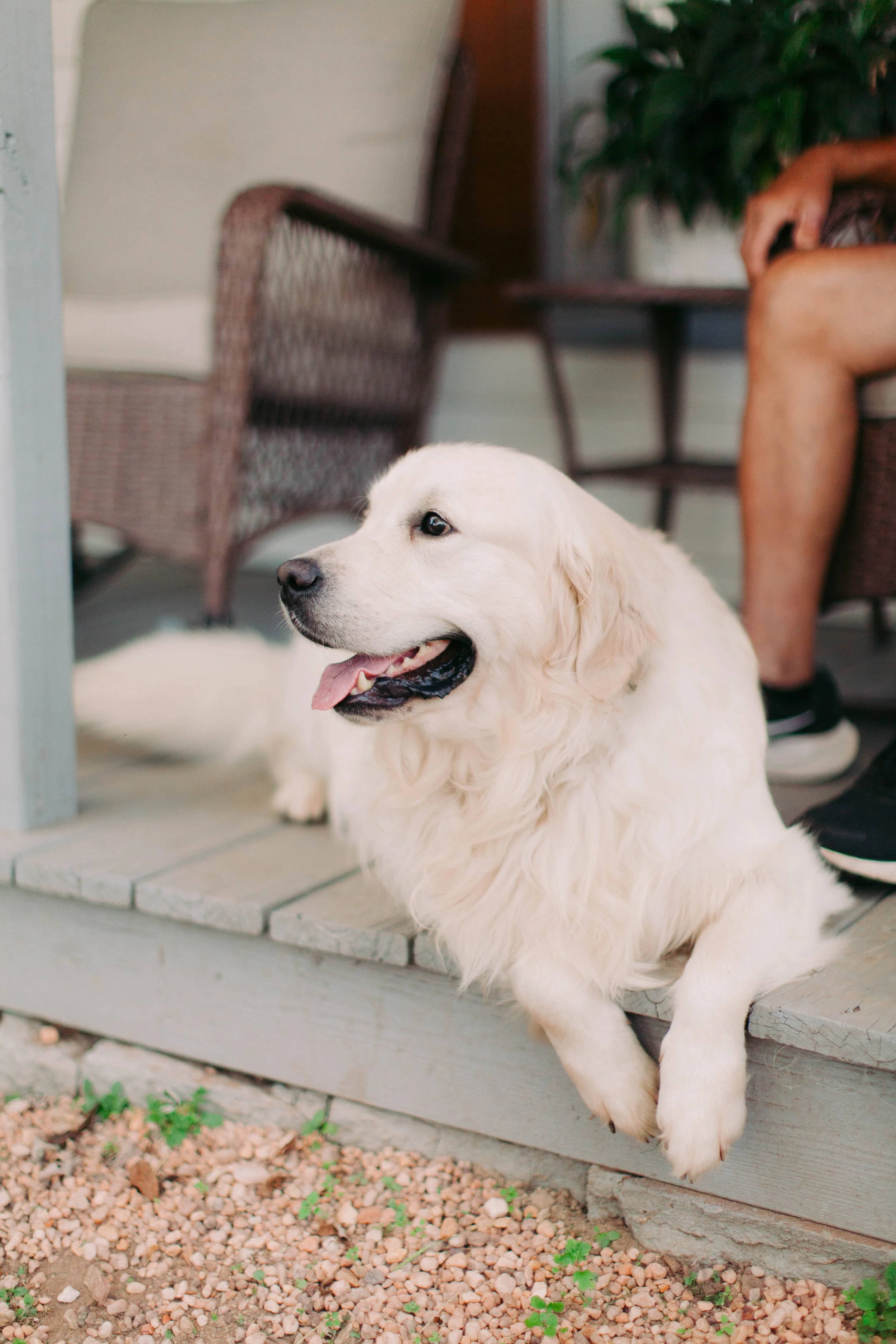 Golden Retriever puppy learning to play fetch in Charlotte, North Carolina