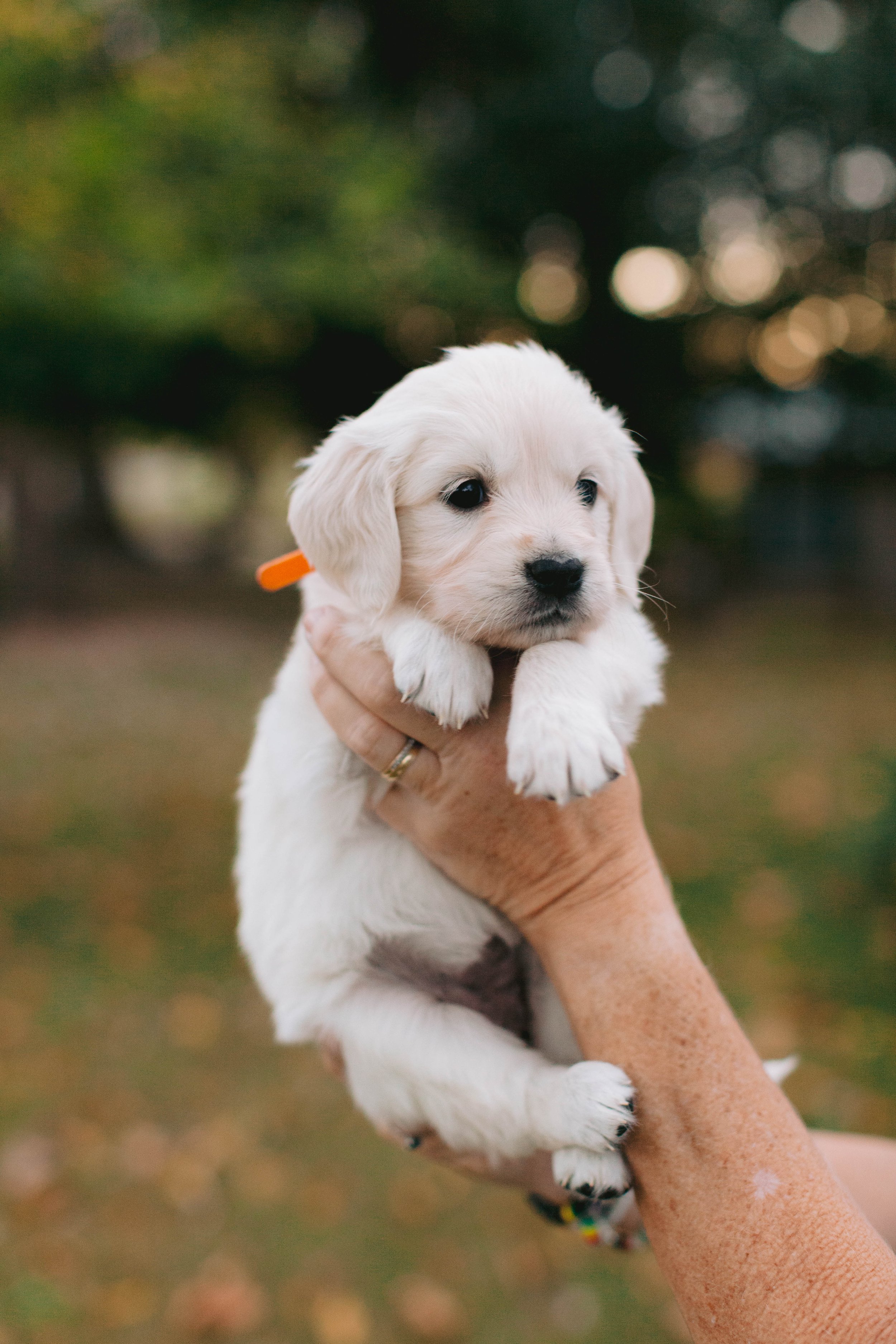 Waffles (Copy) (Copy)