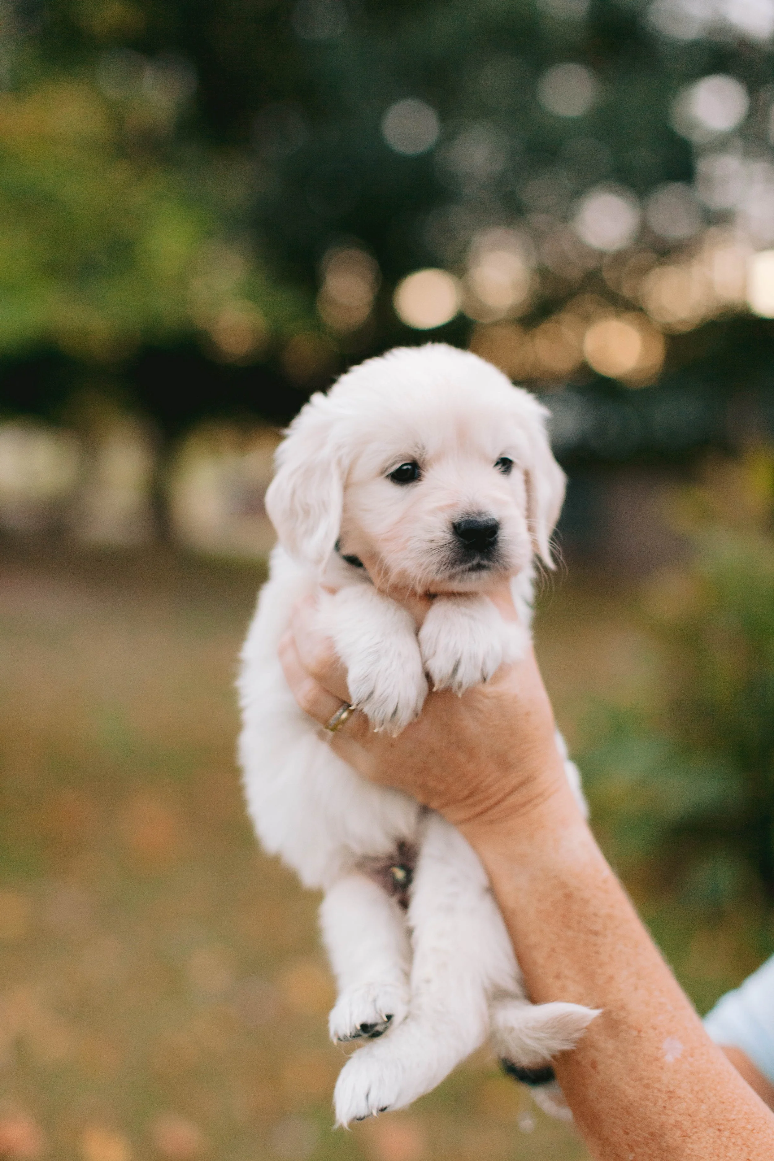 gracies puppies_in order_2-12.jpg