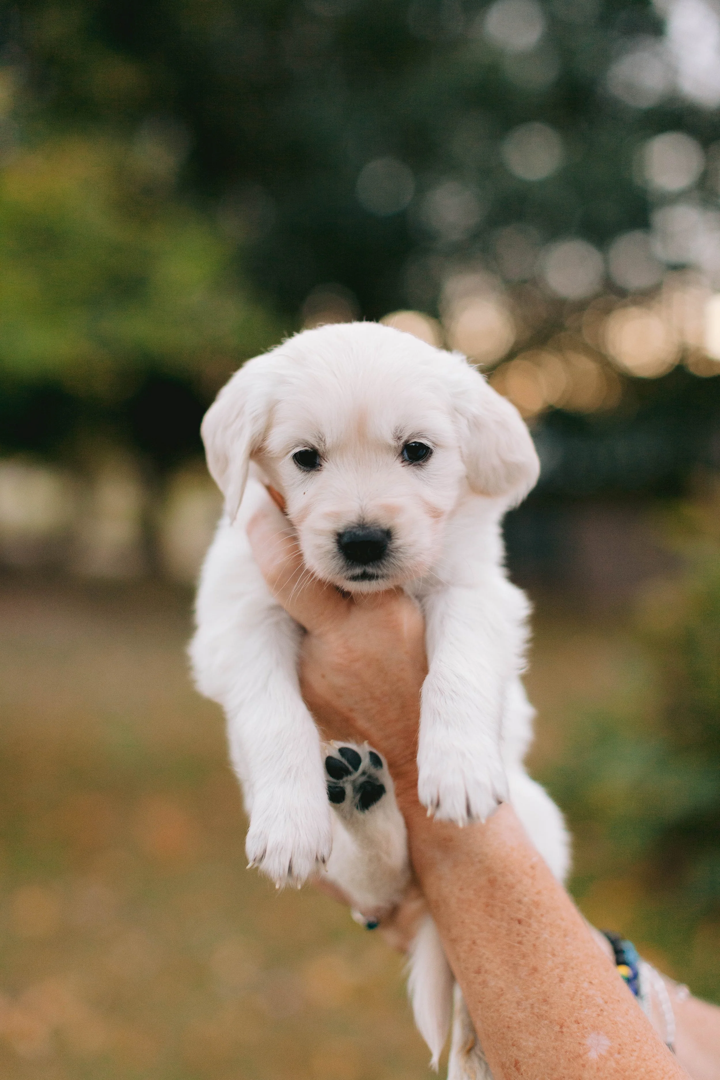 gracies puppies_in order_2-14.jpg