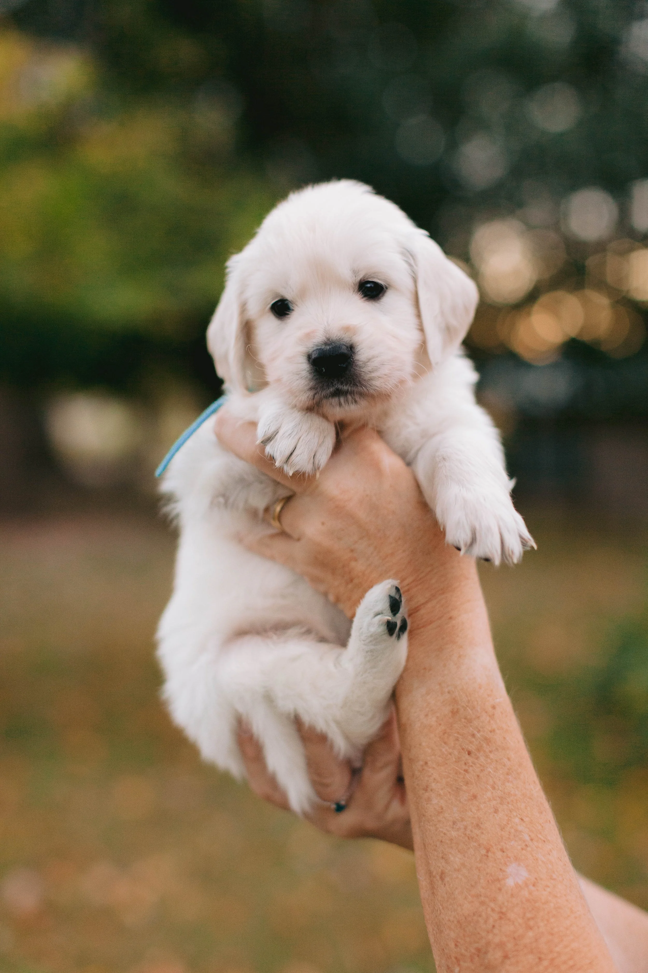 gracies puppies_in order_2-16.jpg