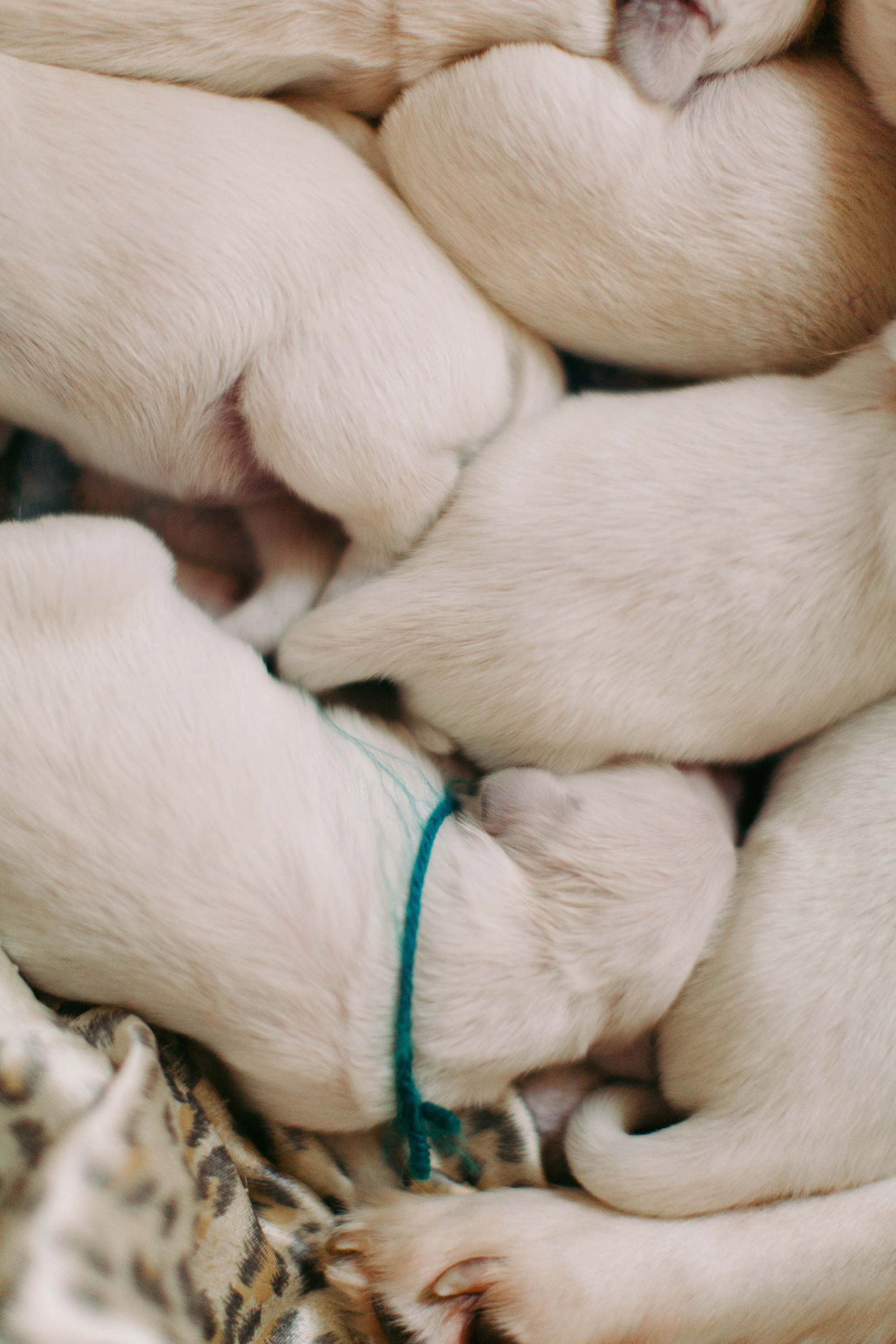 Golden Retriever puppies raised on a family farm in Cabarrus County, NC