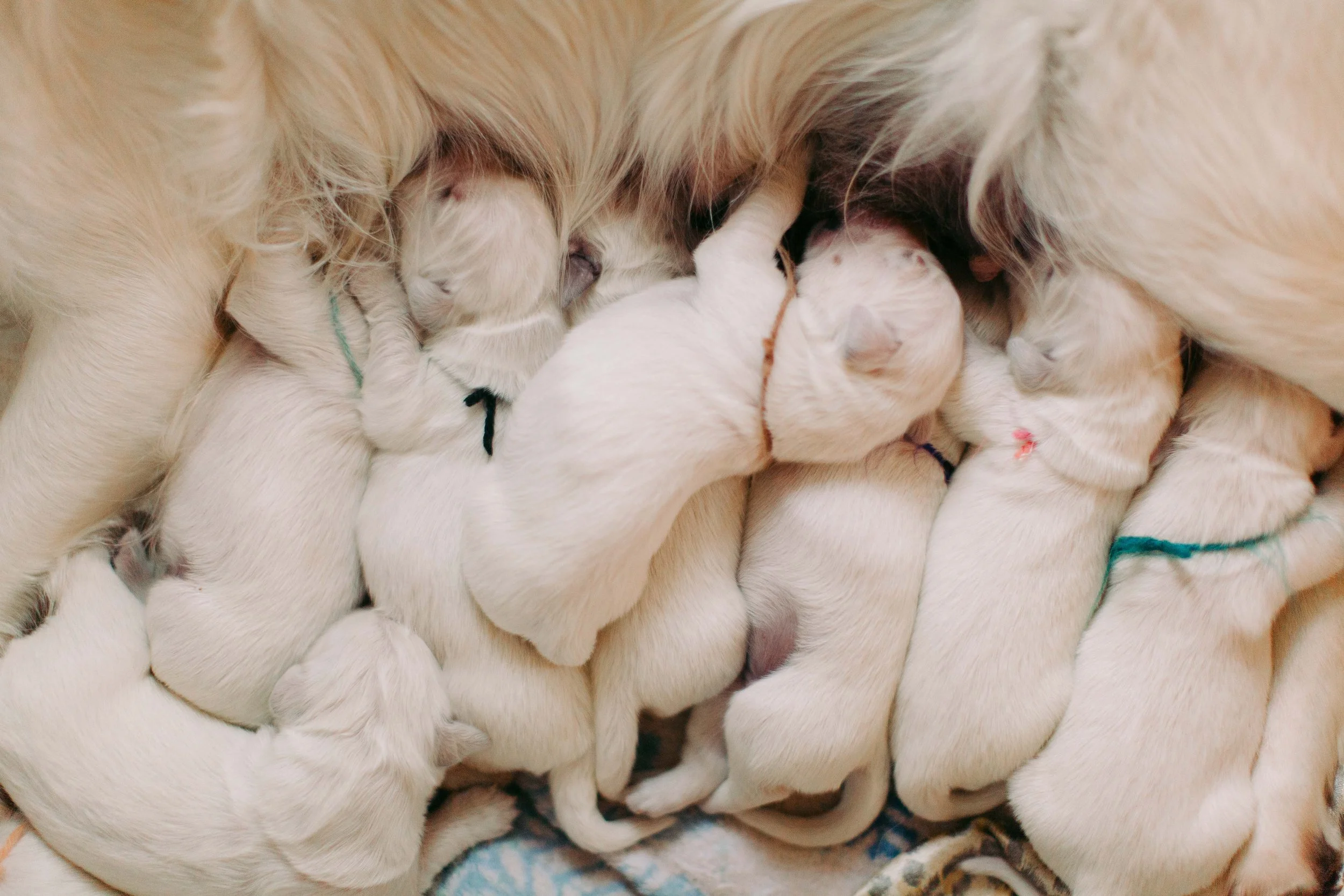 A litter of newborn puppies nursing from their mother.