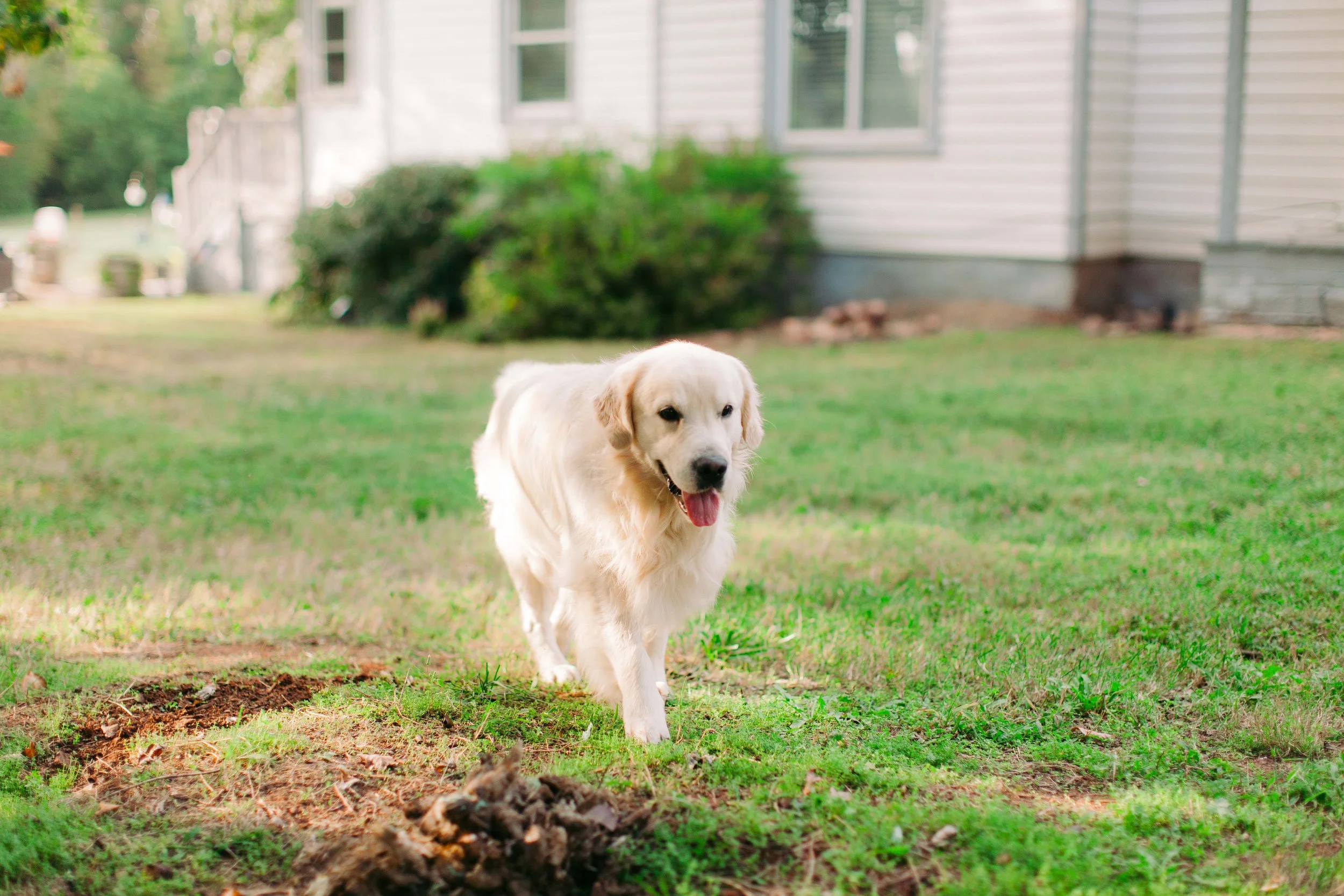 English Cream Golden Retriever puppy looking up with gentle eyes in NC