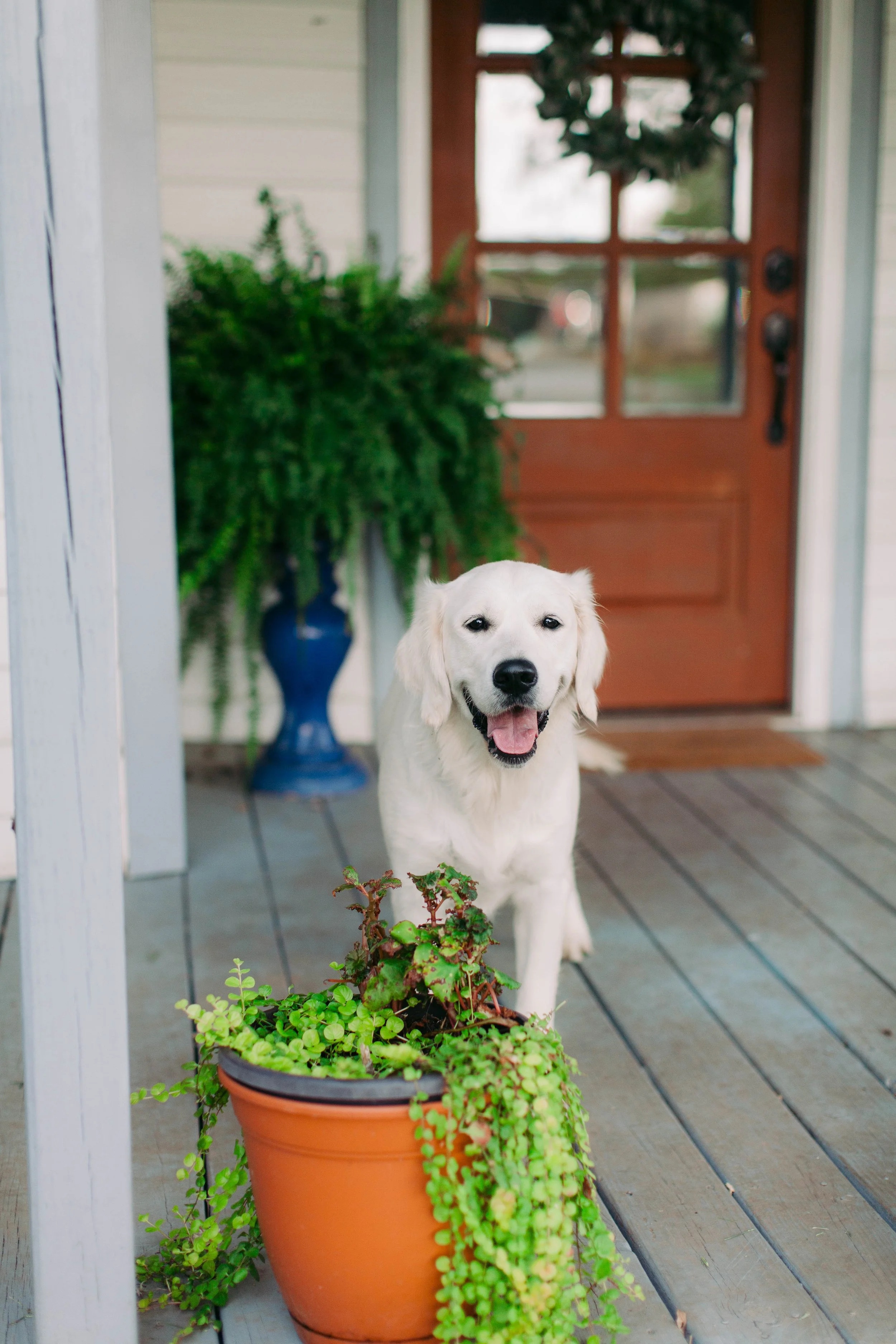 A happy golden retriever dog on a porch, with a potted plant and a wooden door in the background.