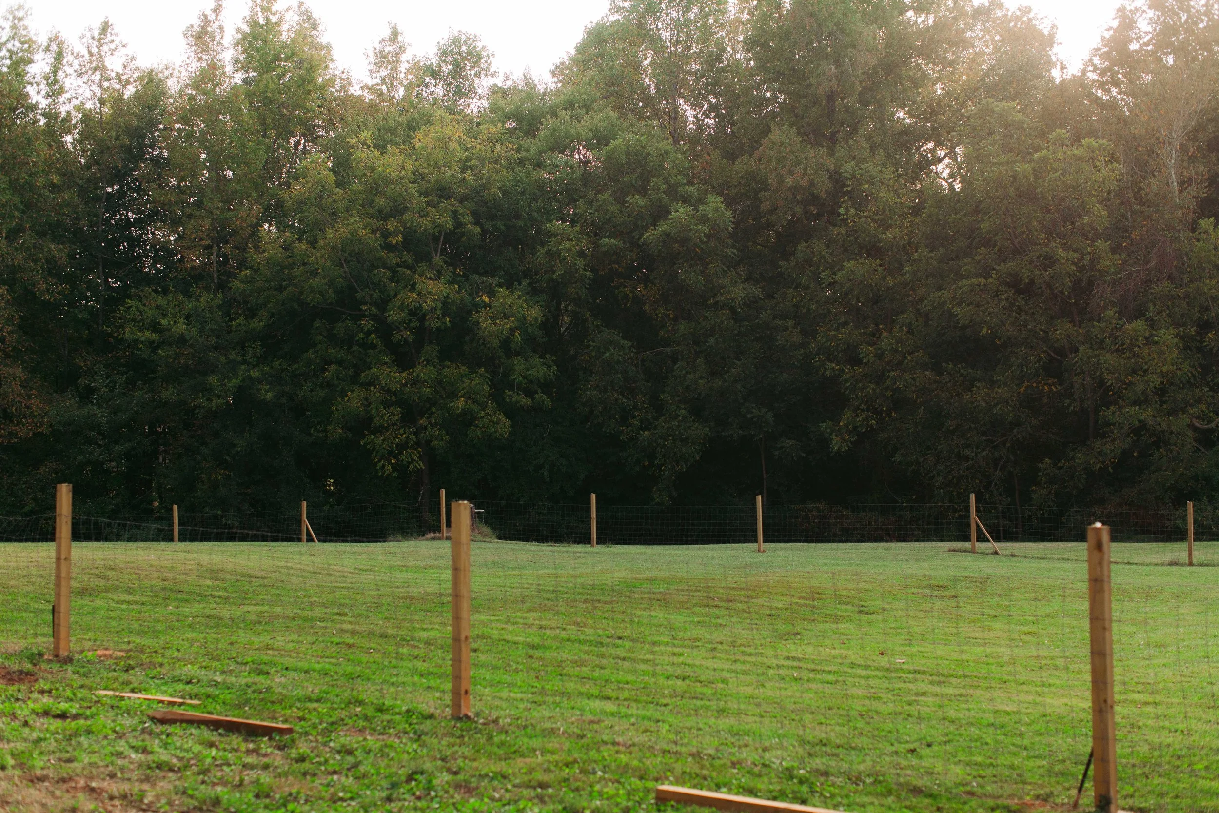 Farm bred and raised english cream golden retrievers near Charlotte, NC