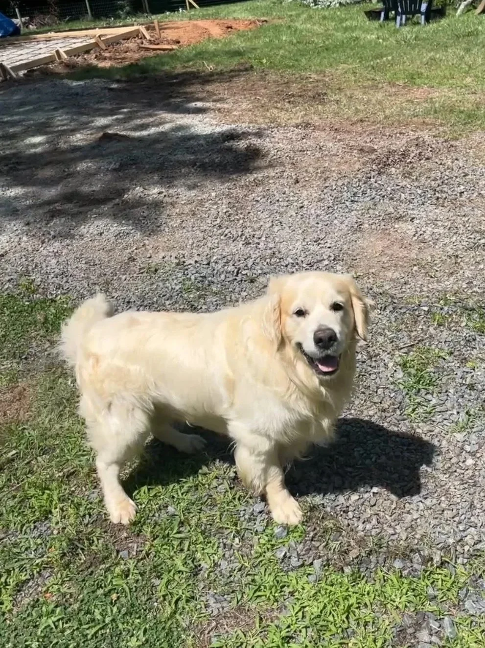 English Cream Retriever sitting beside children in Concord, NC