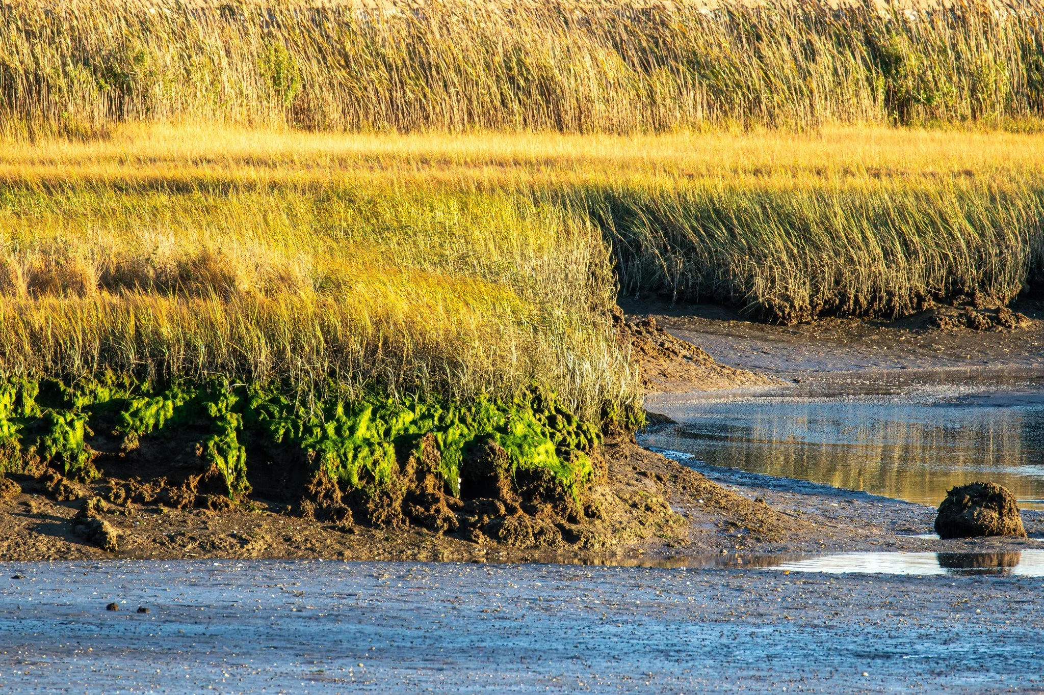 Rumney Marsh 11/01/2025