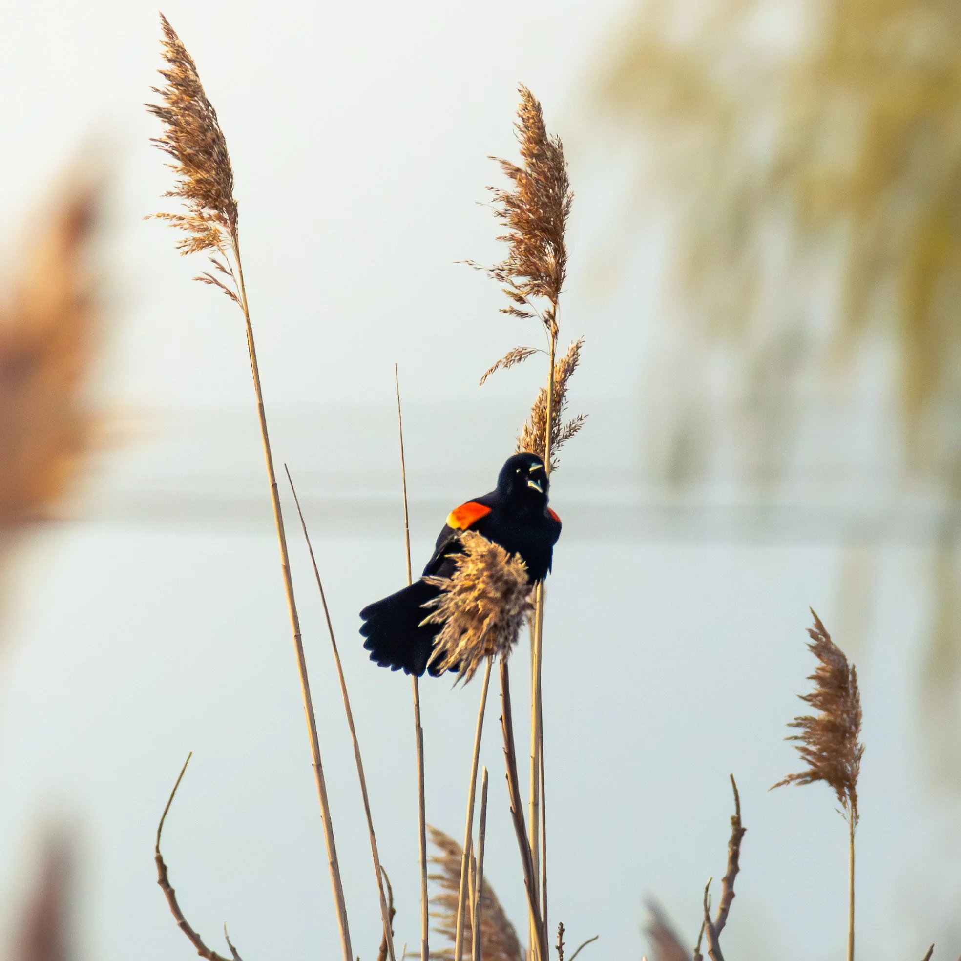 One Marsh, Many Windows: A Year of Birds Across Rumney Marsh and the Saugus River Estuary