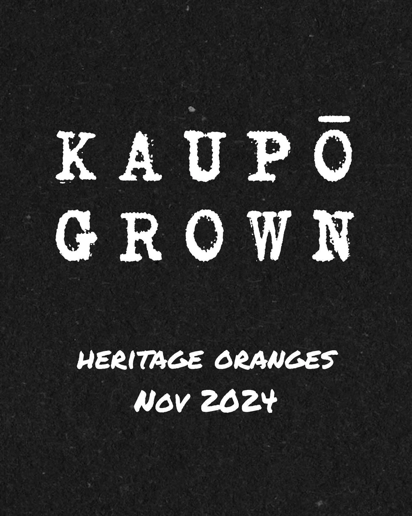 Kaupō Grown Heritage Oranges // November 2024 #kaupogrown