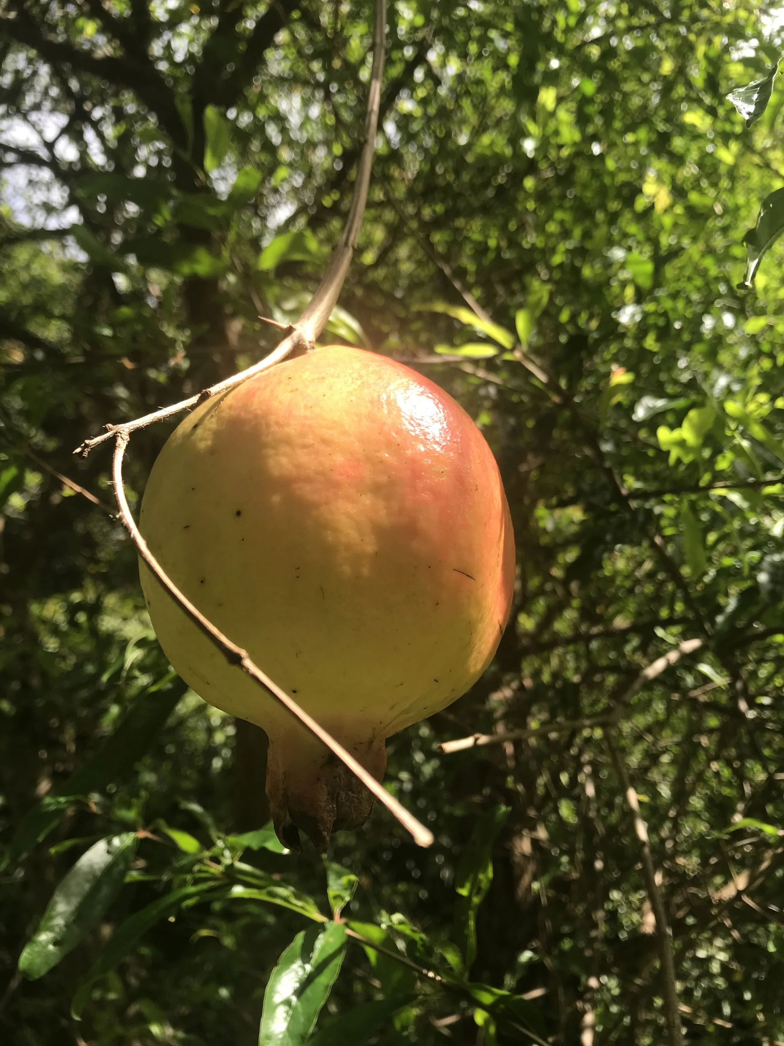 IMG_5812.jpeg