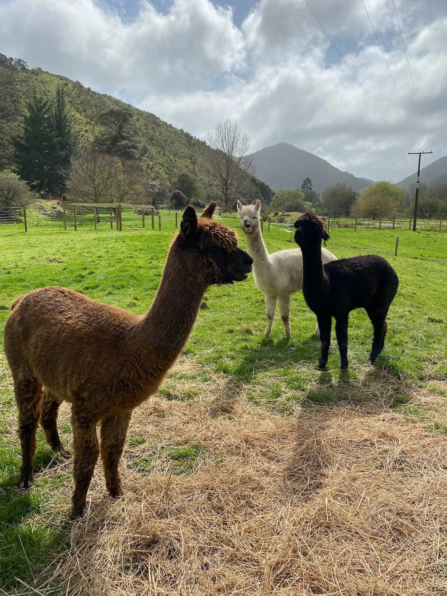 Alpacas.jpeg