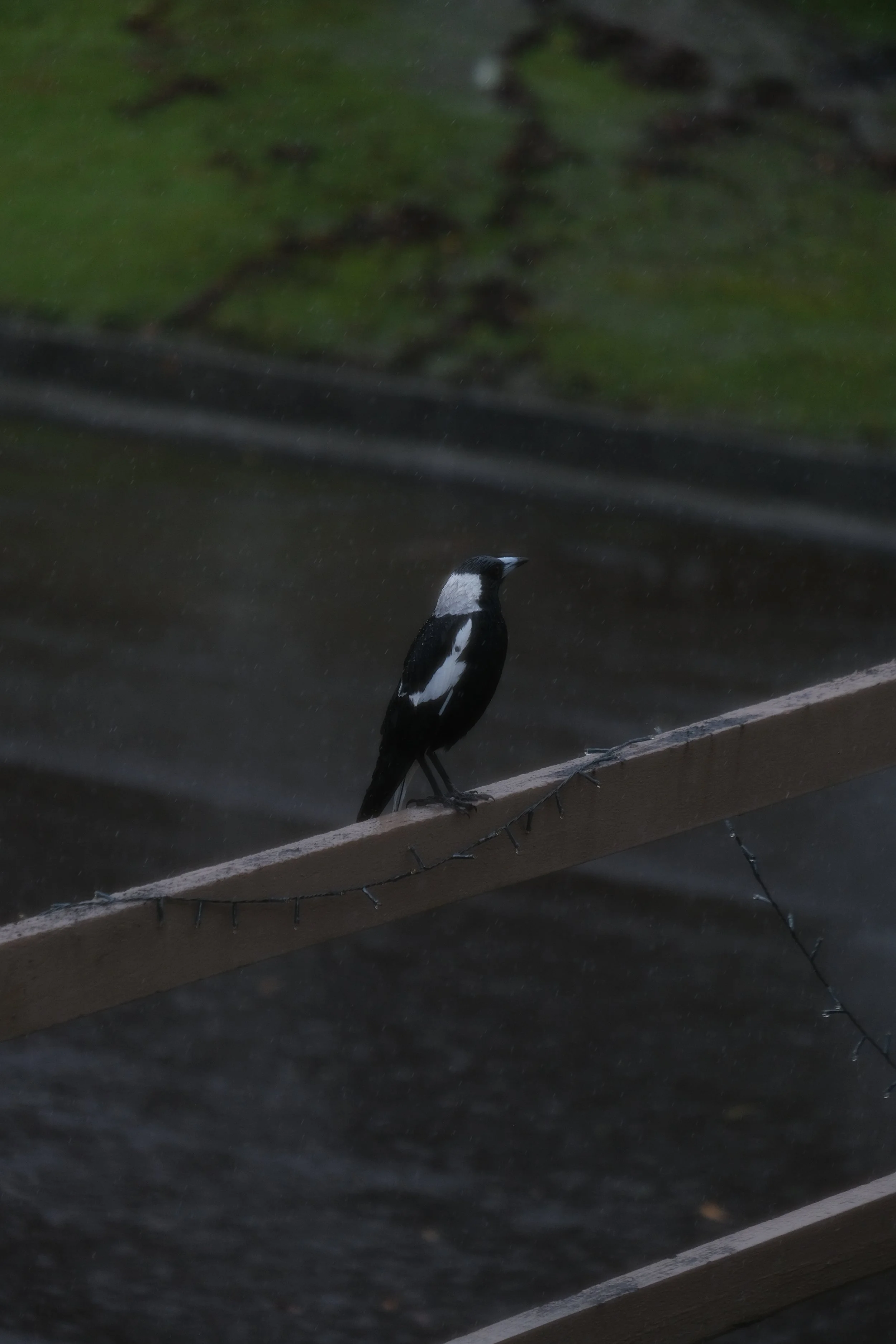 DSCF4302.JPG