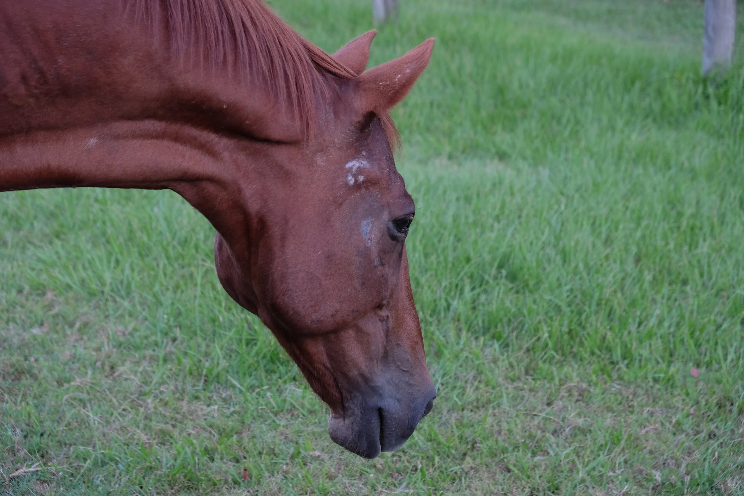 DSCF0959.JPG