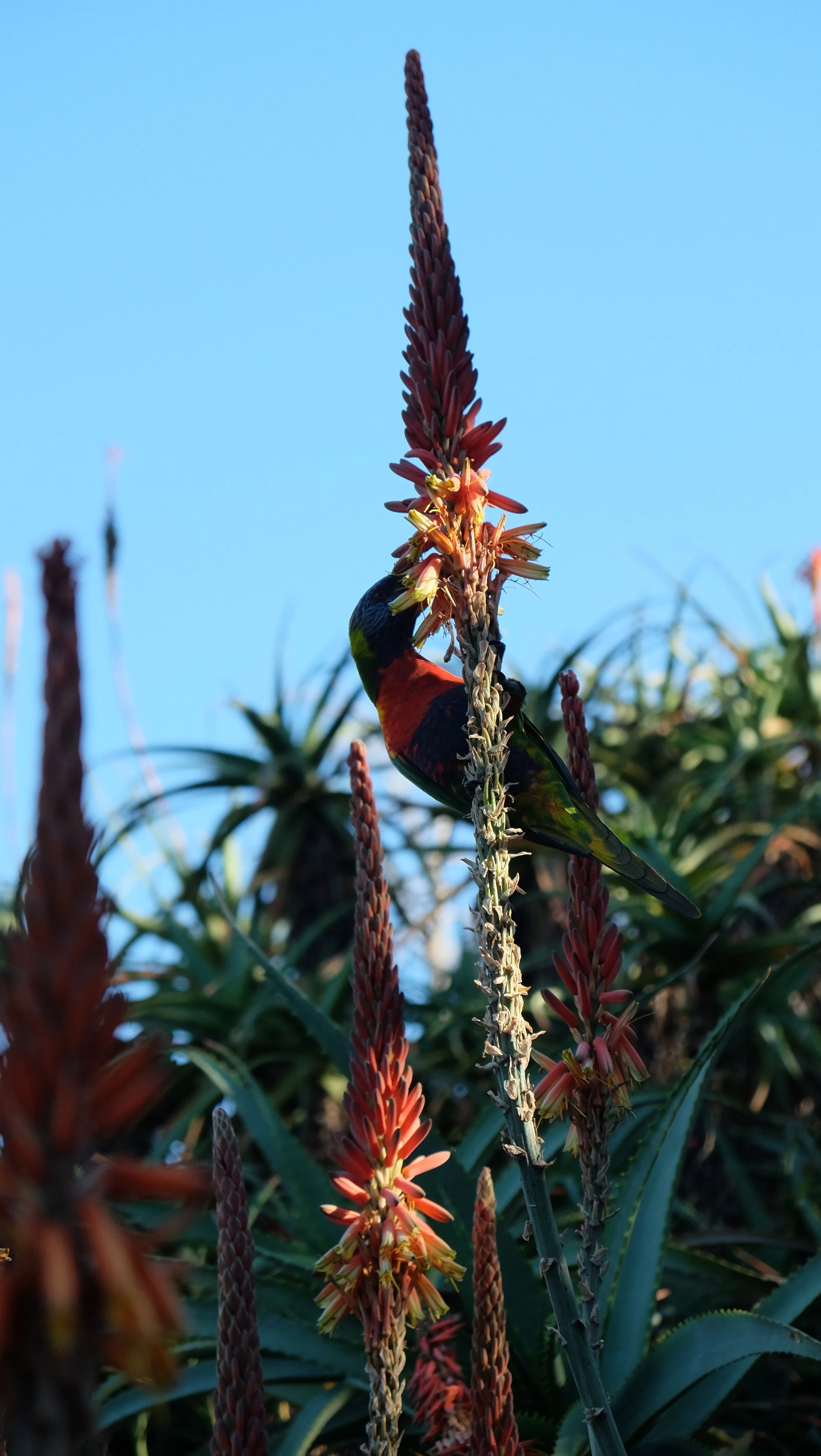 DSCF2619.JPG