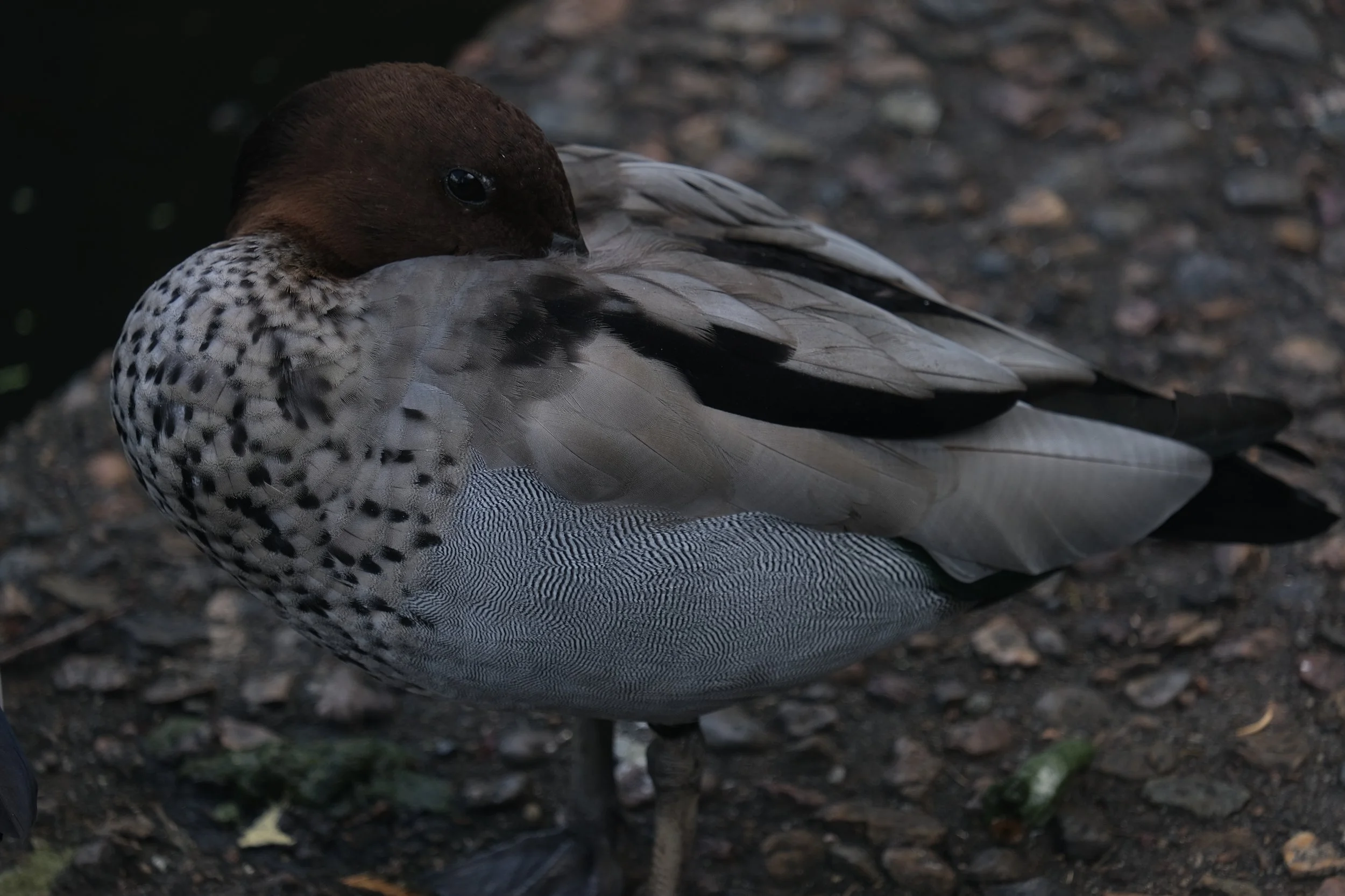 DSCF0777.JPG