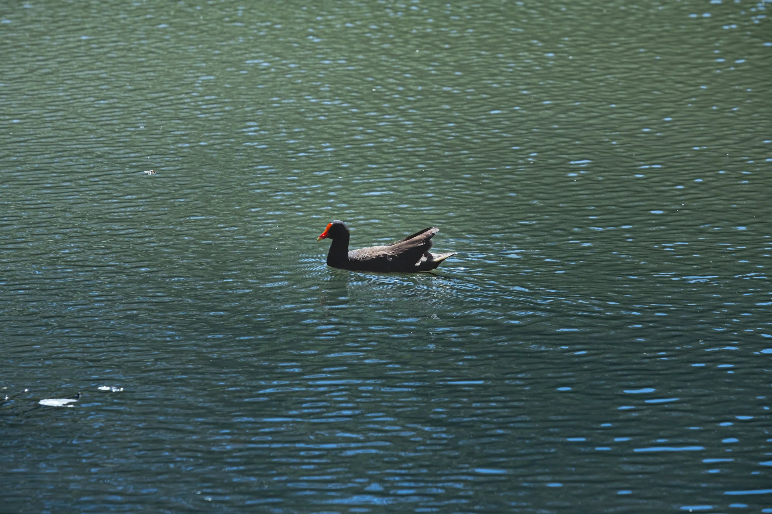 DSCF5897-1.jpg