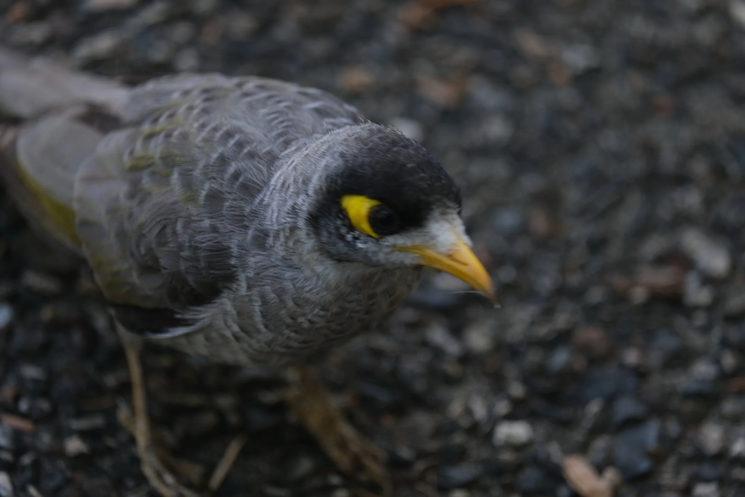 DSCF0805.JPG