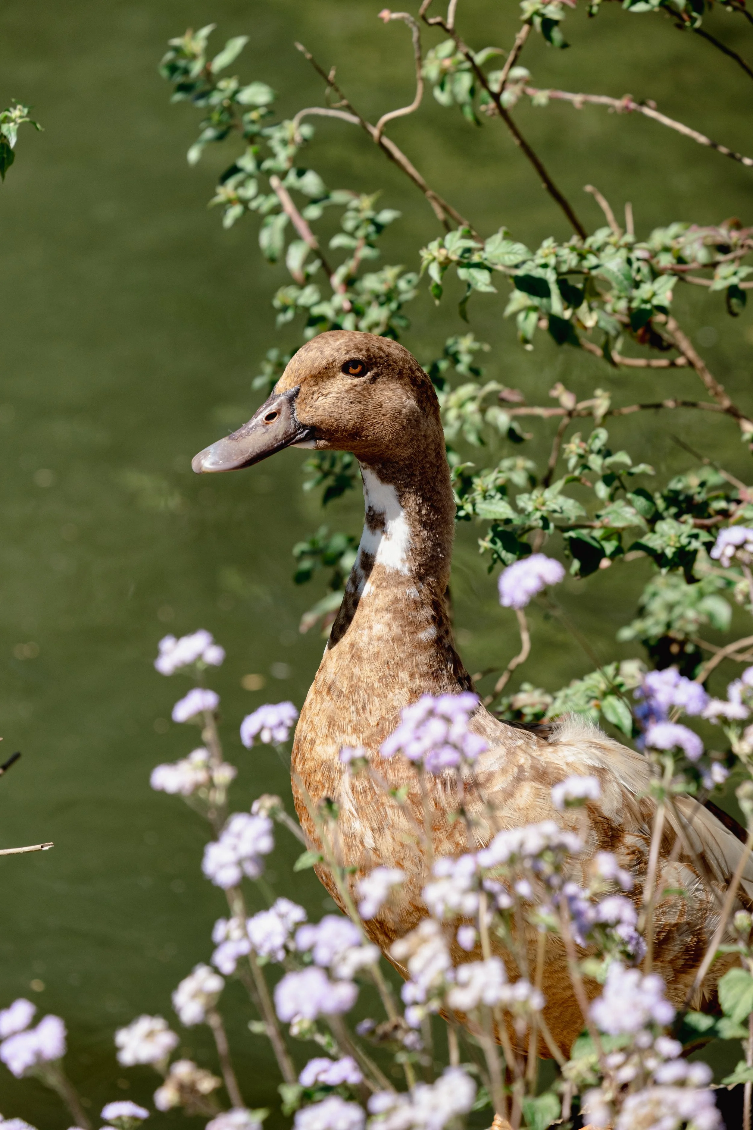 DSCF5944-2.jpg