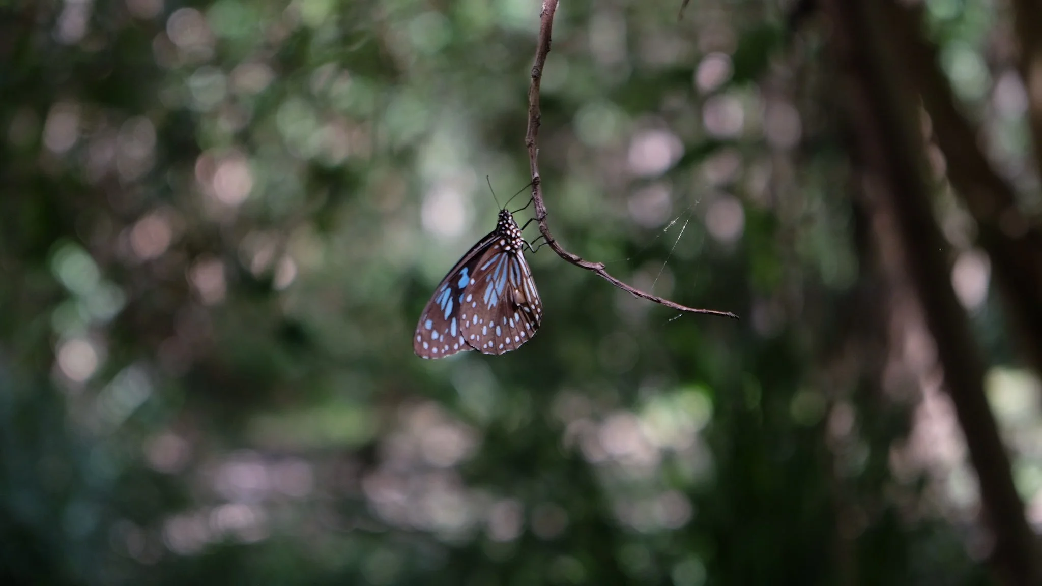butterfly.jpg