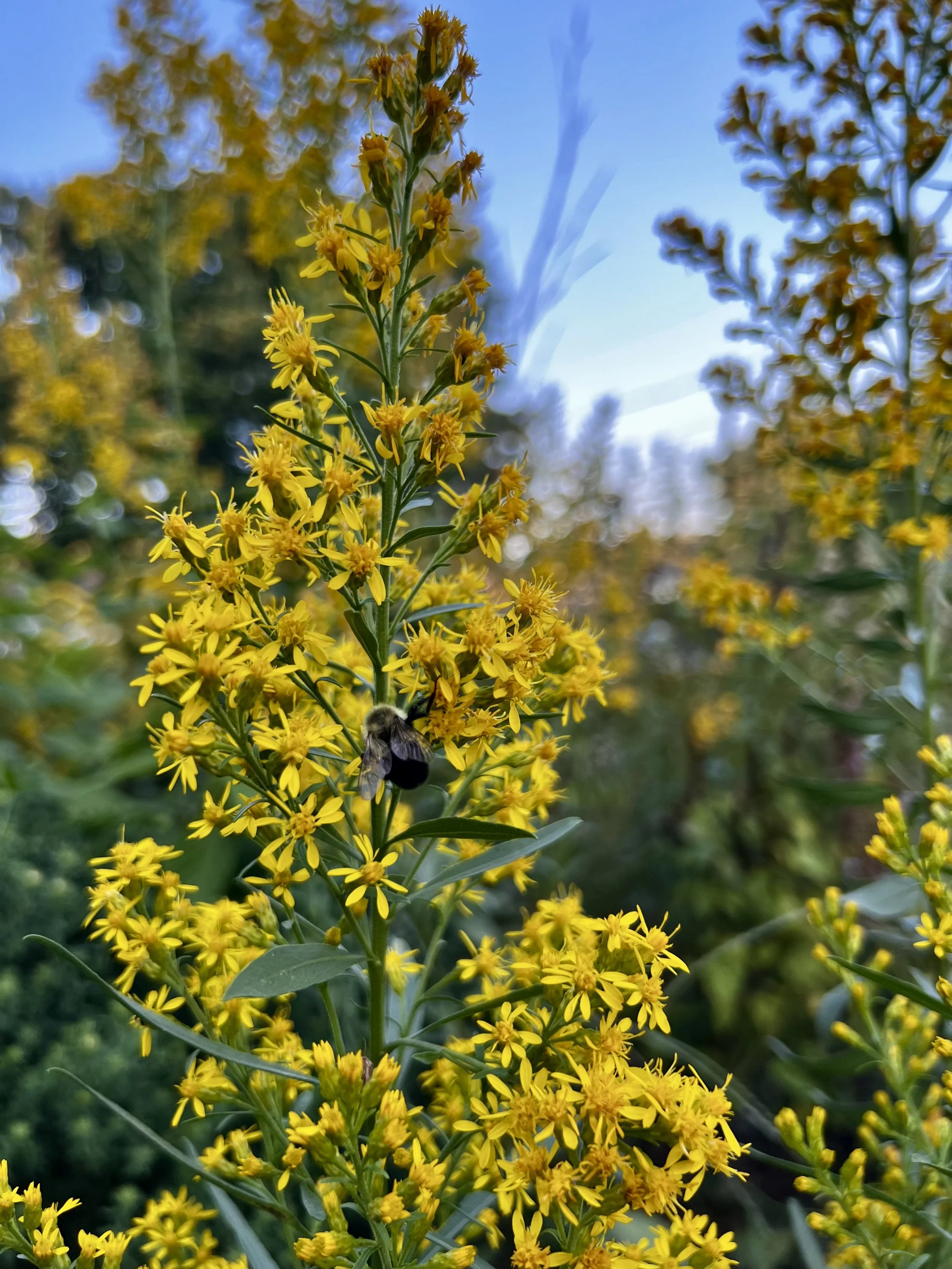 Showy Goldenrod