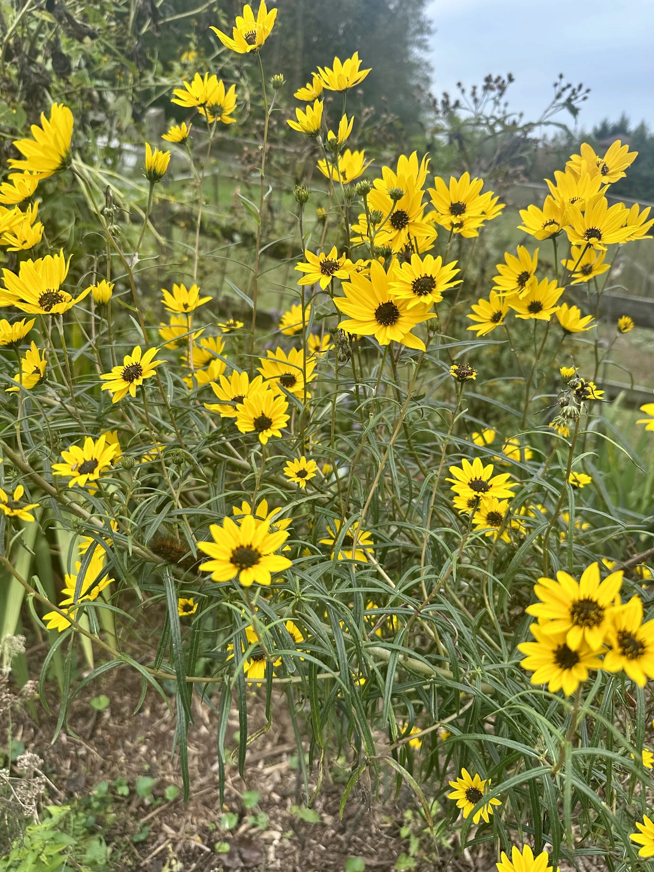Narrow-leaved Sunflowers