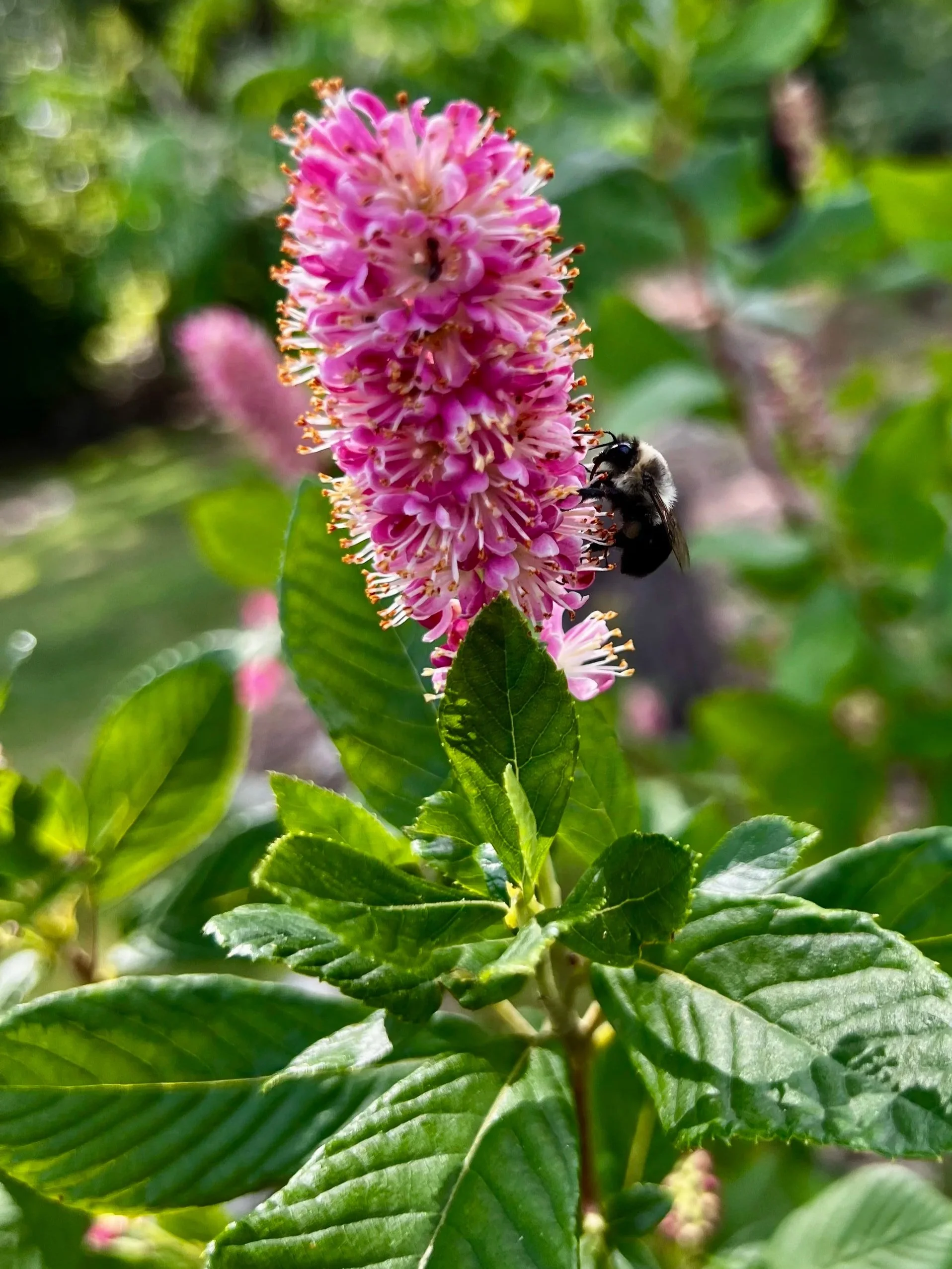Clethra and Bumblebee