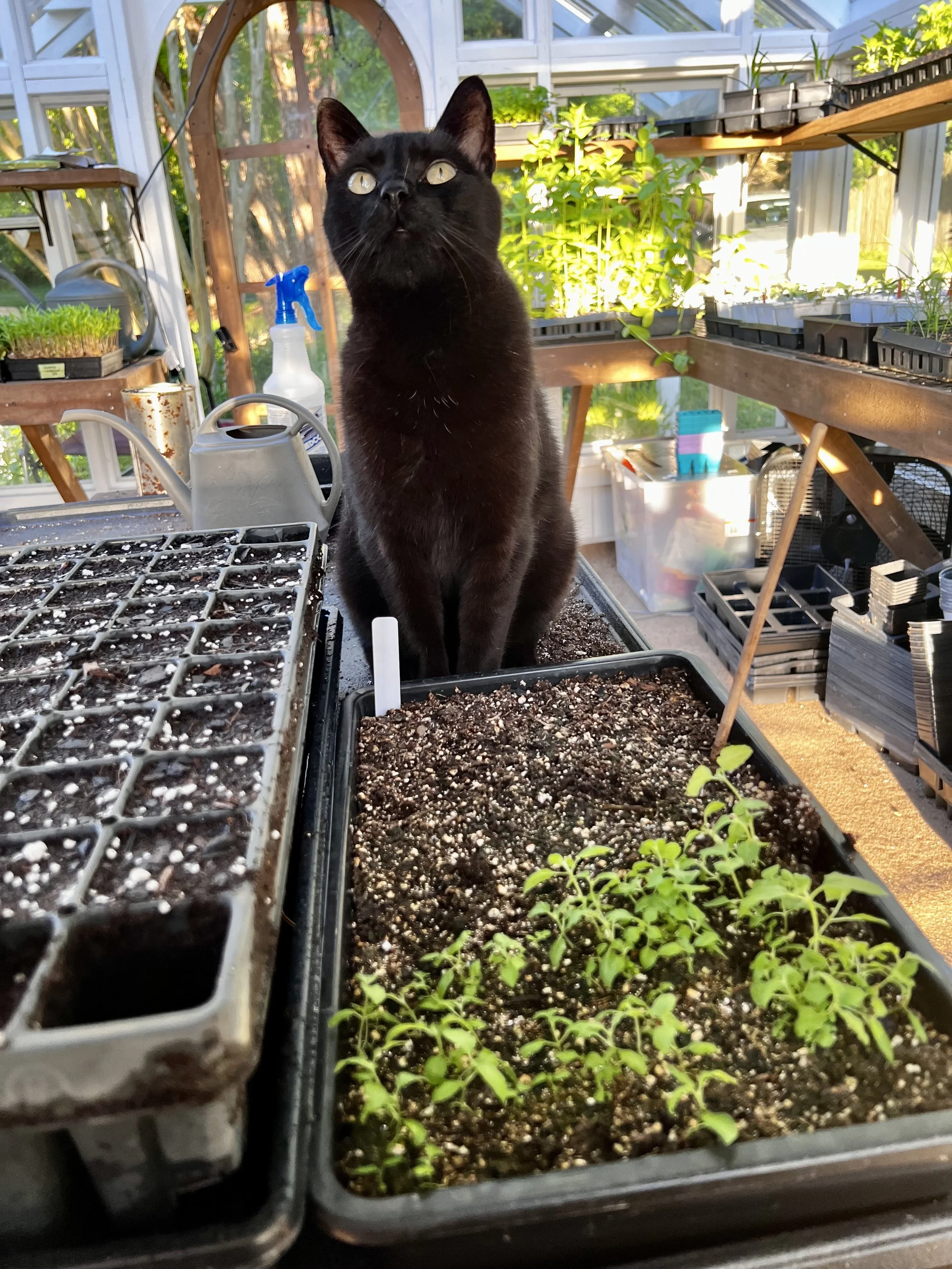 Boo Boo inspects the work being done in the greenhouse.