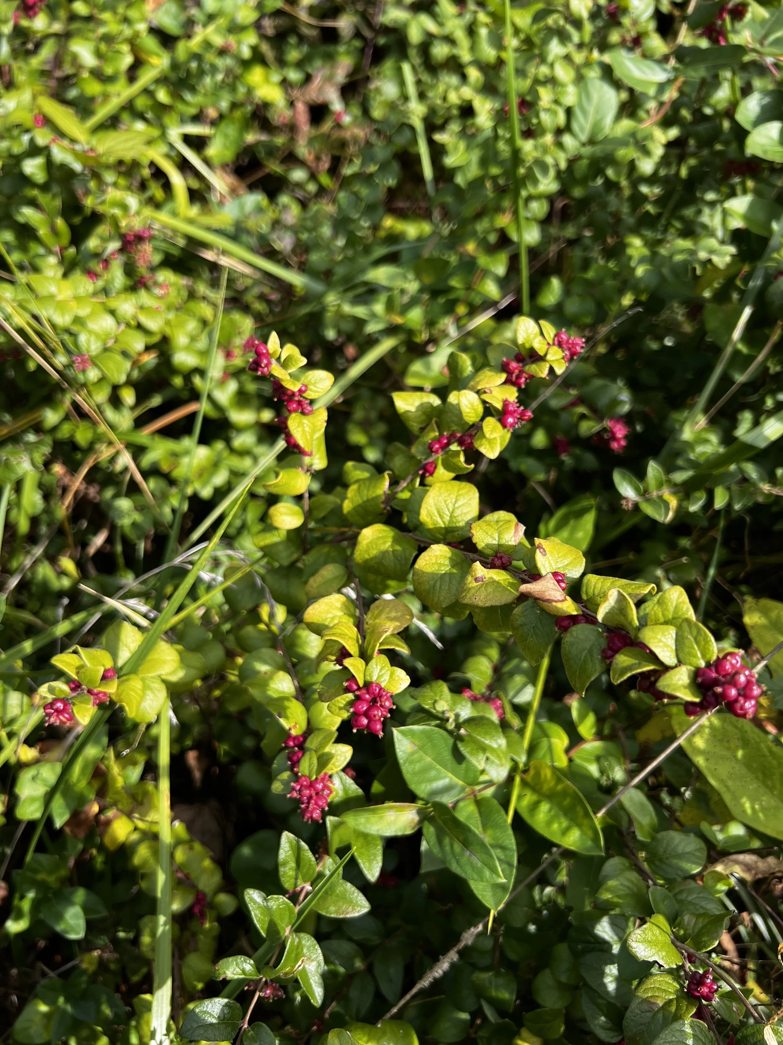 Seed Share at the Odenton Library