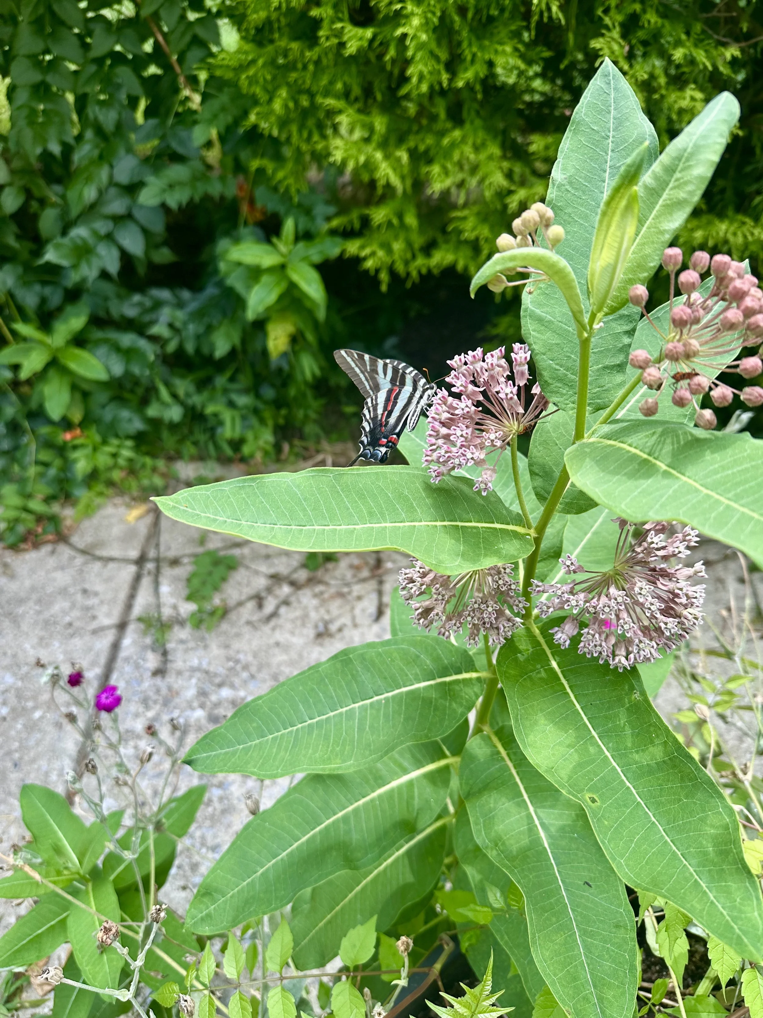 Zebra Swallowtail on Common Milkweed