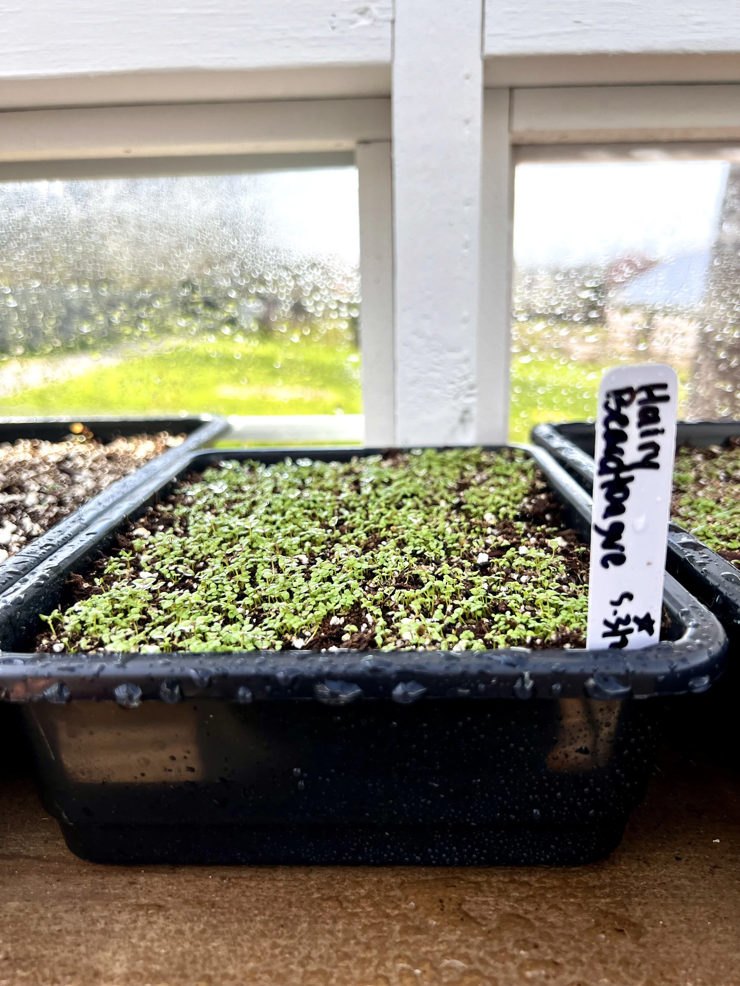 There's nothing more exciting than seeing a carpet of green appear on the germination trays.