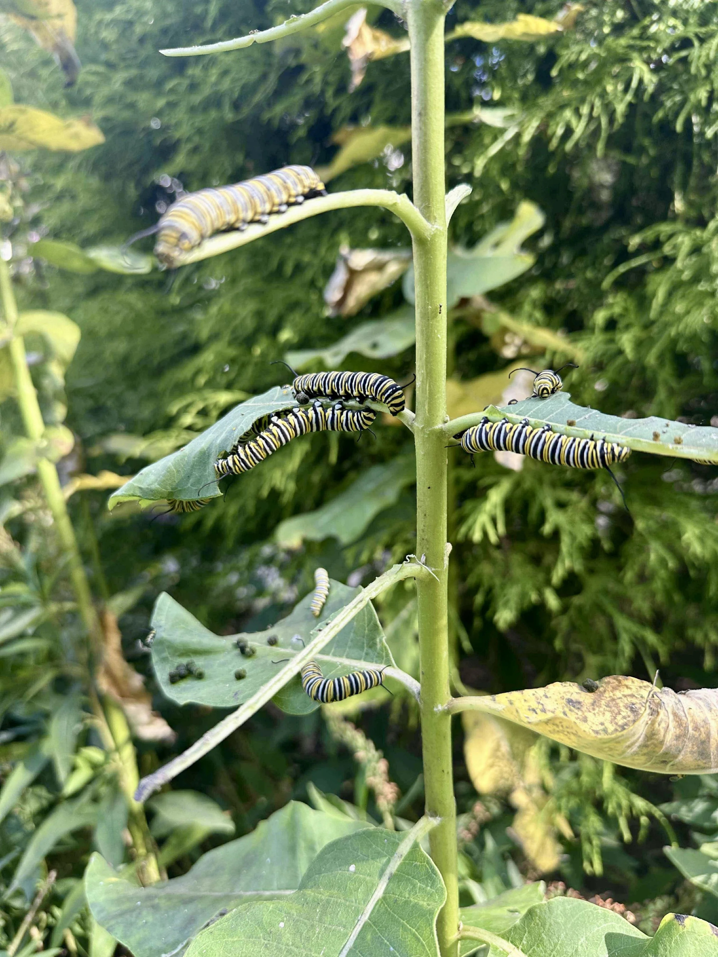 Numerous monarch caterpillars on Common Milkweed