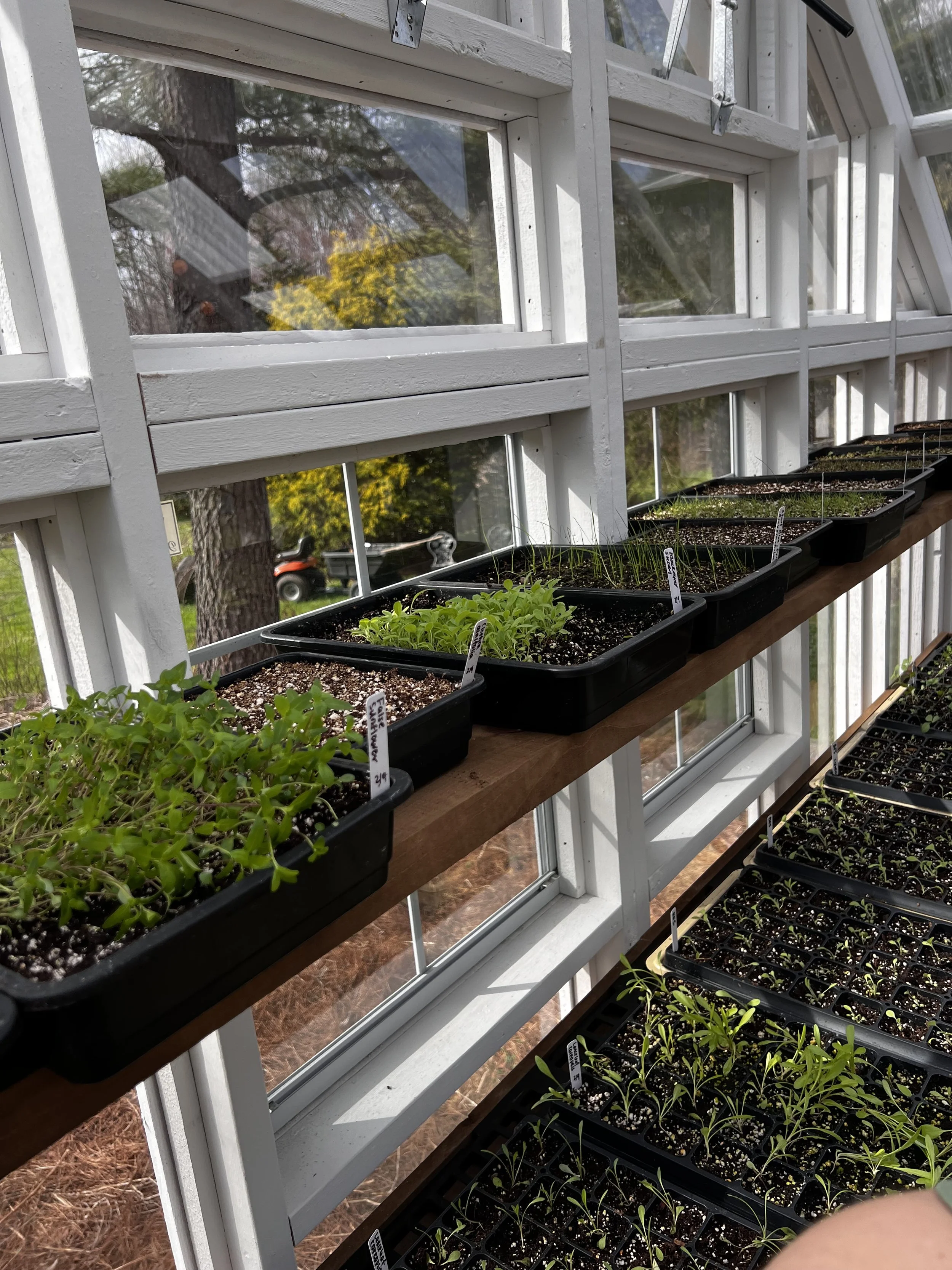 The greenhouse filled up instantly with germination trays!