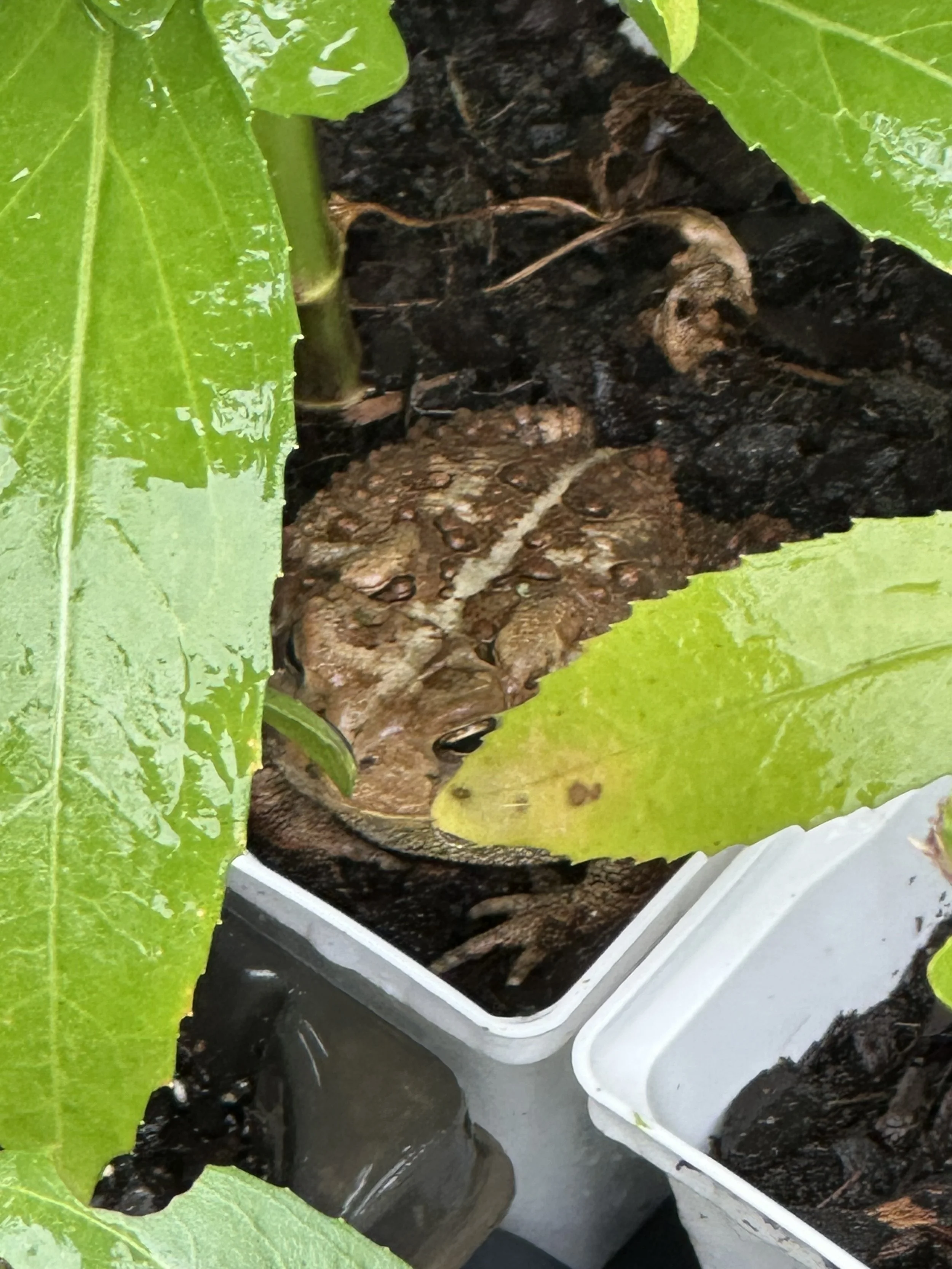 The wildlife is already enjoying our native plants!