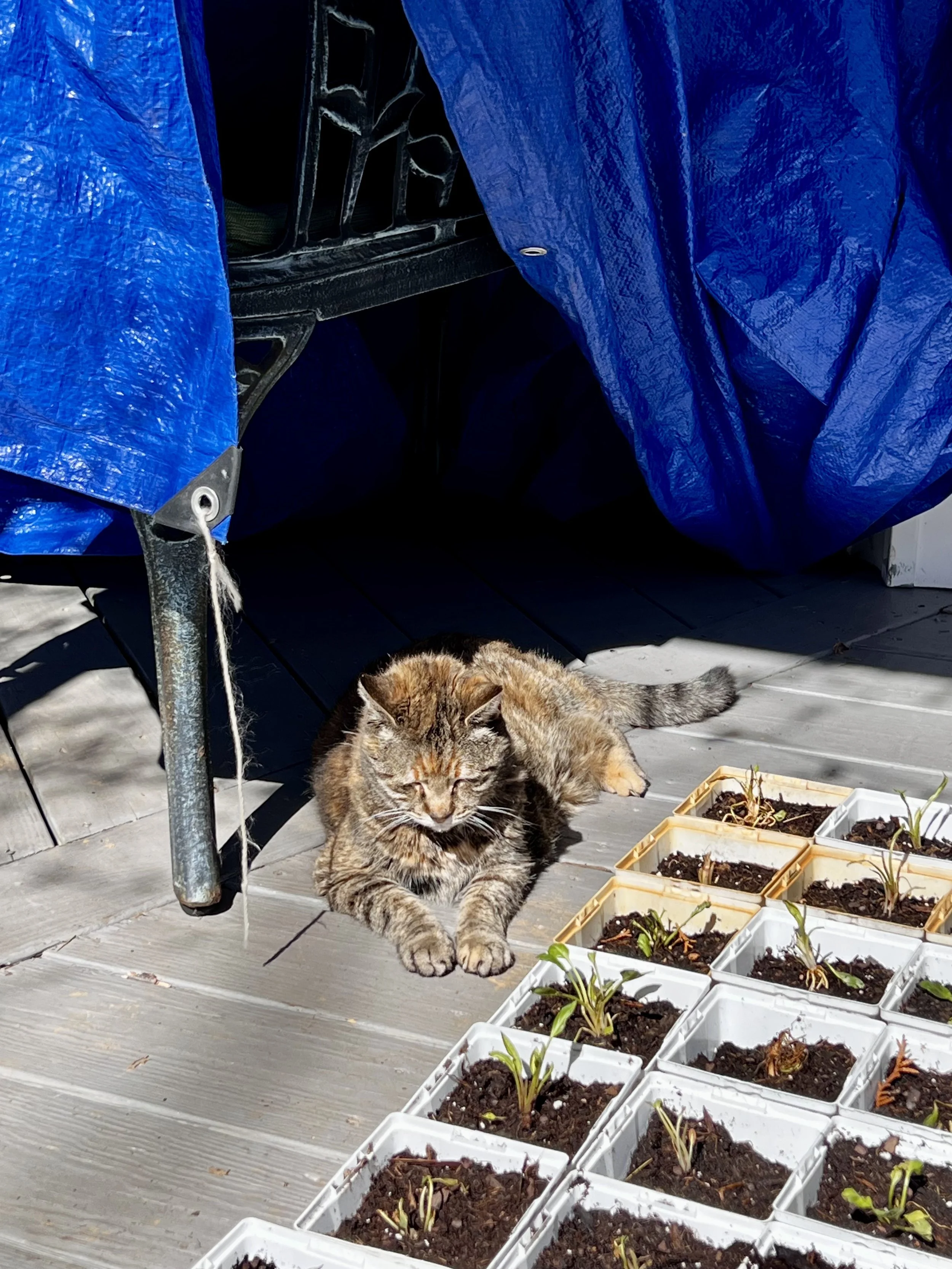Peanut naps by some transplanted seedlings.