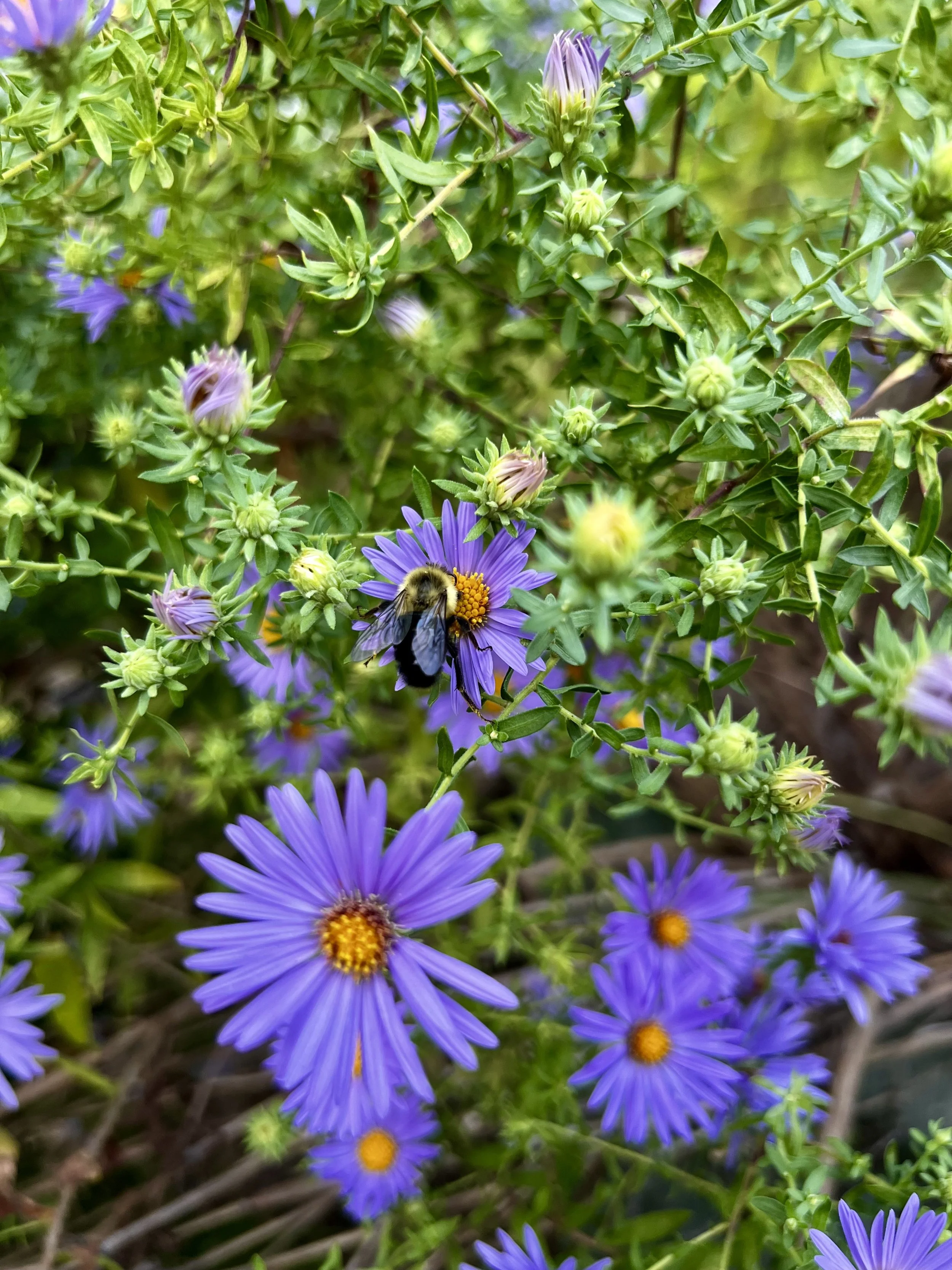 Aromatic Aster and Eastern Bumblebee