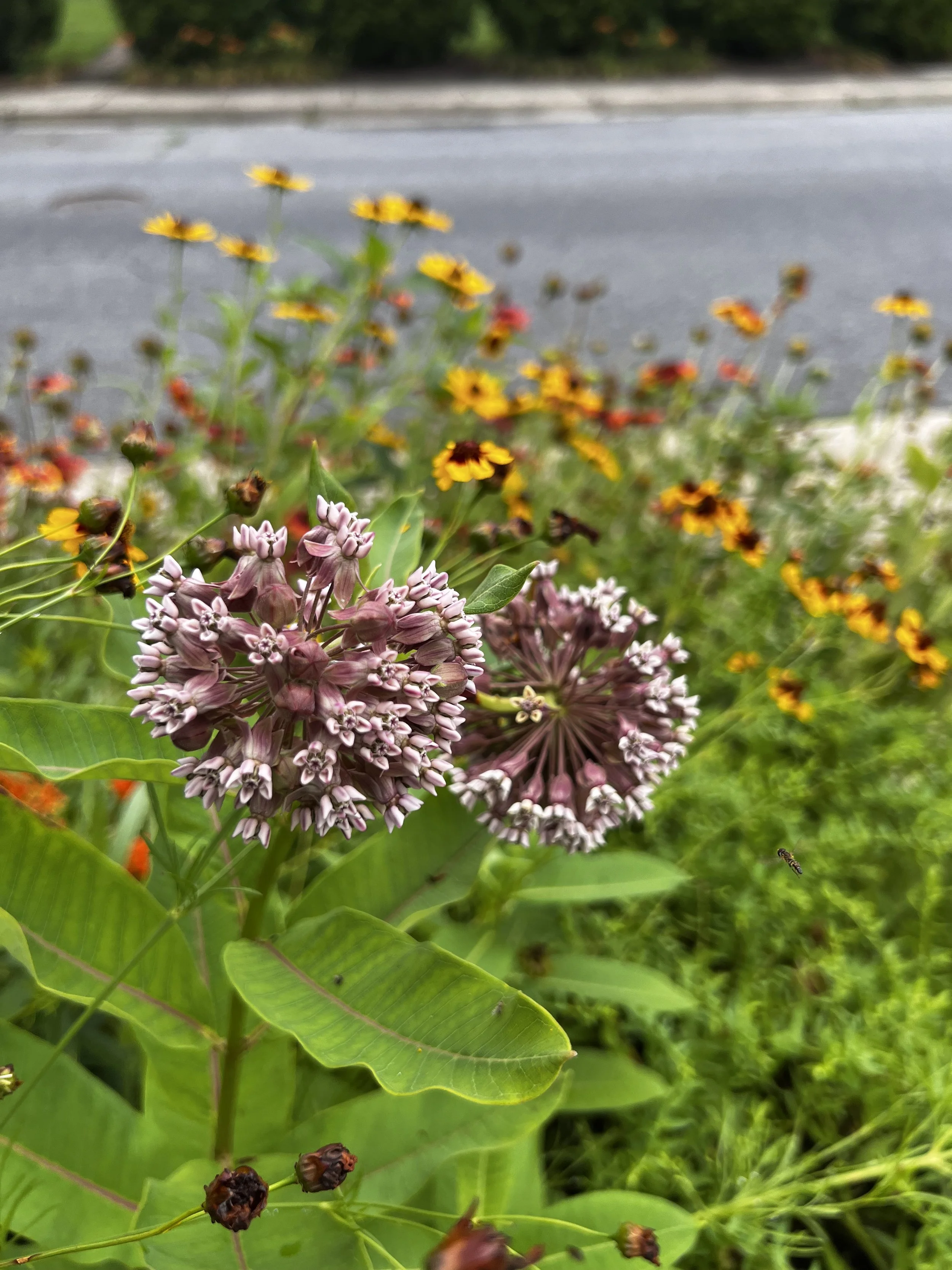 Common Milkweed