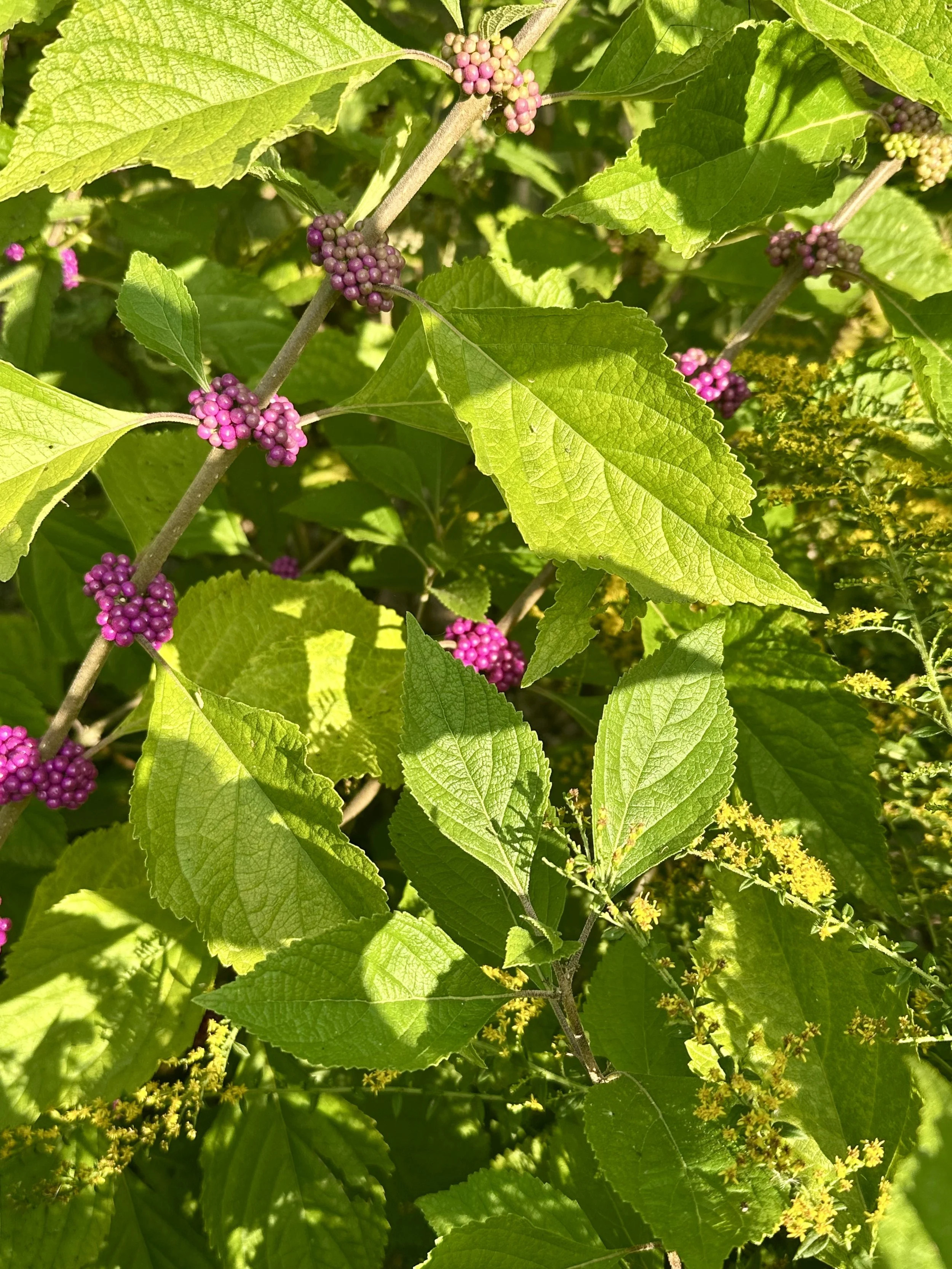 American Beautyberry
