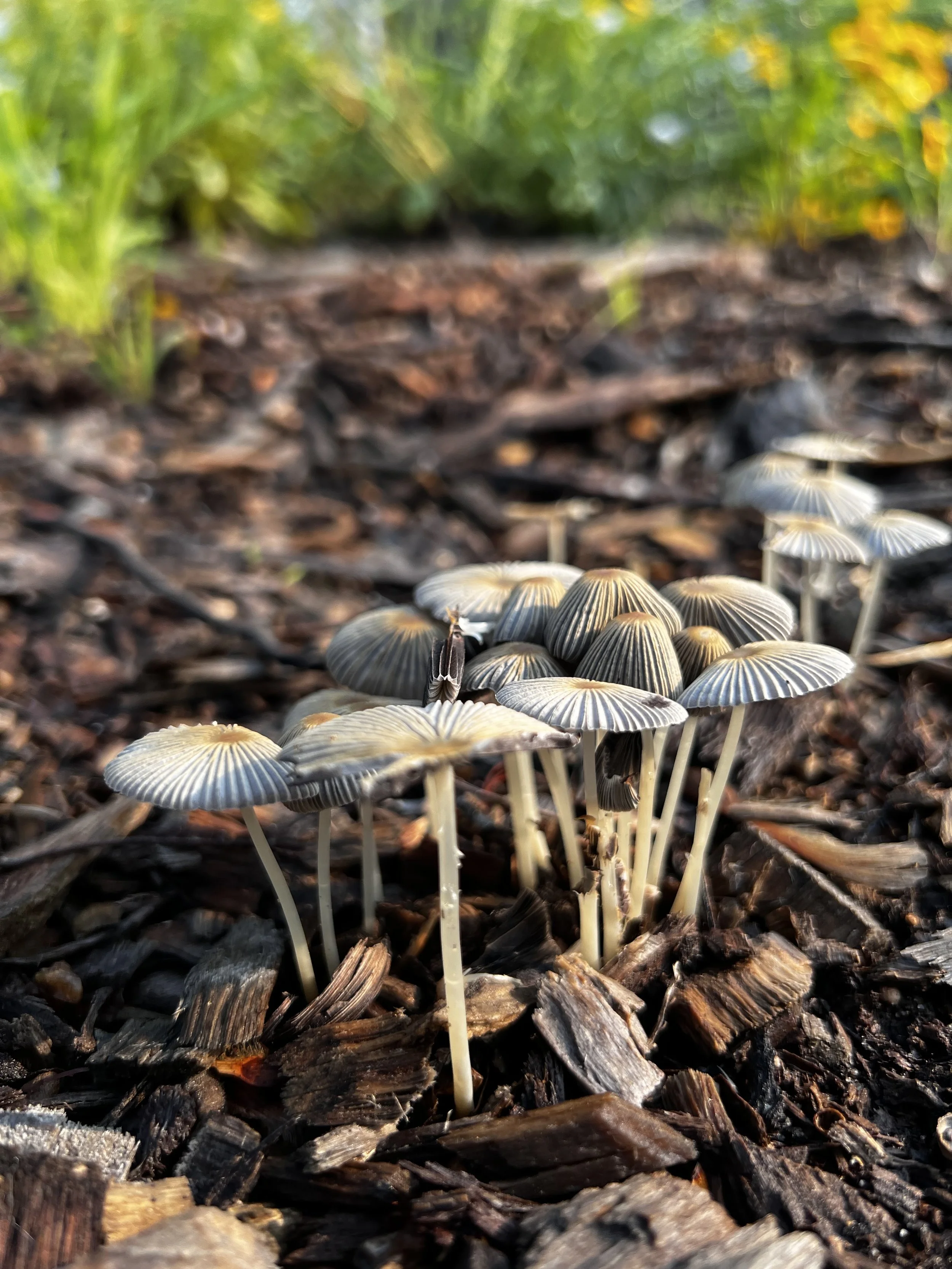Inky Cap mushrooms in arborist chip mulch
